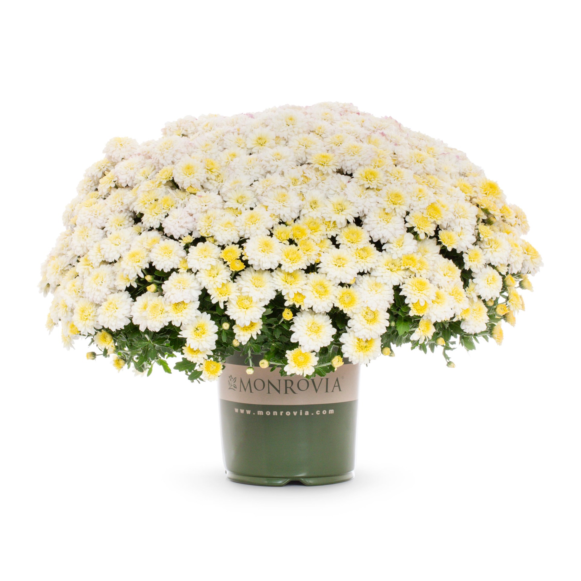 slide 1 of 4, Lowe's Multicolor Mum in 1 Gallon(s) Planter 1 -Pack, 1 ct