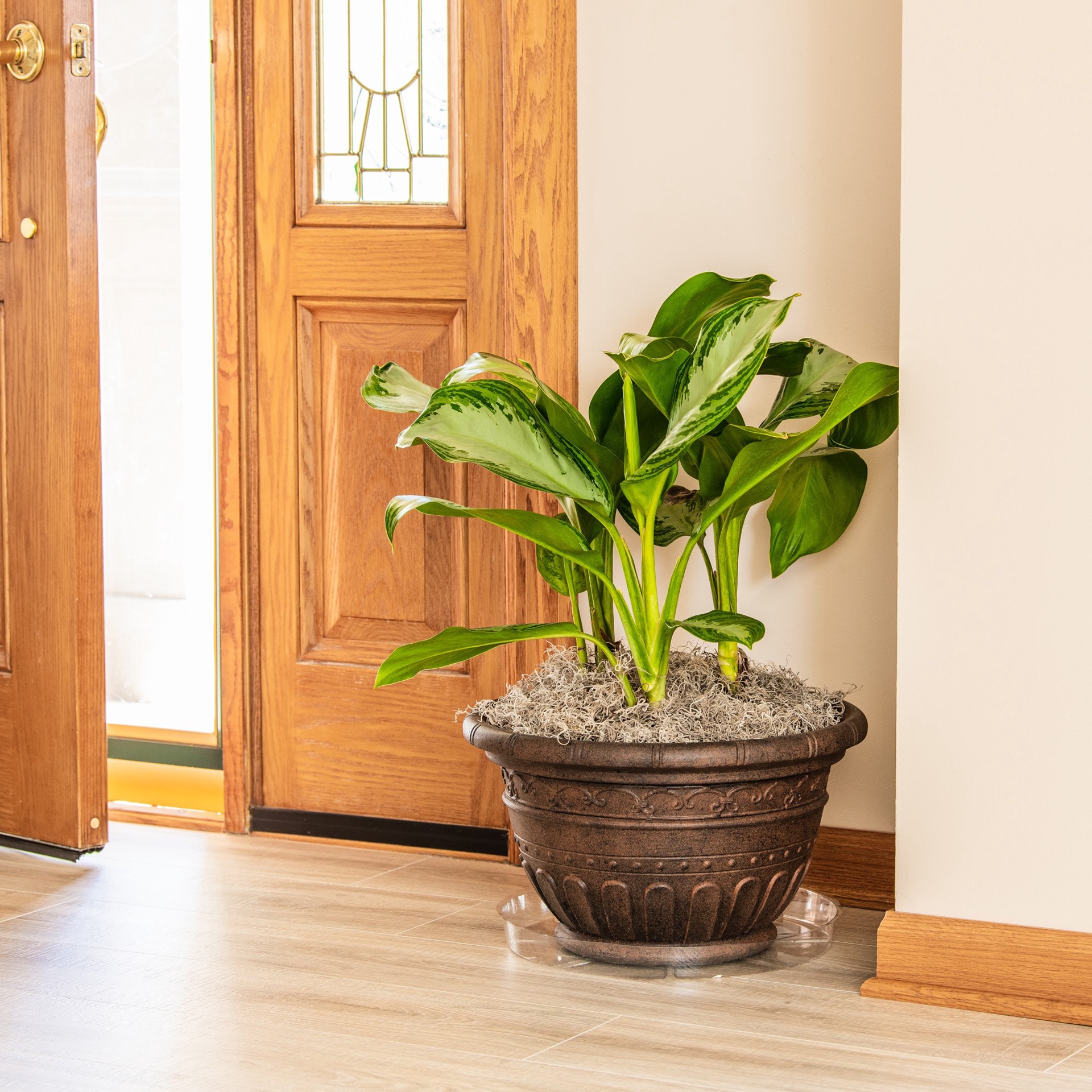 slide 3 of 3, Gardener's Blue Ribbon 14.0-in Clear Plastic Plant Saucer, 1 ct