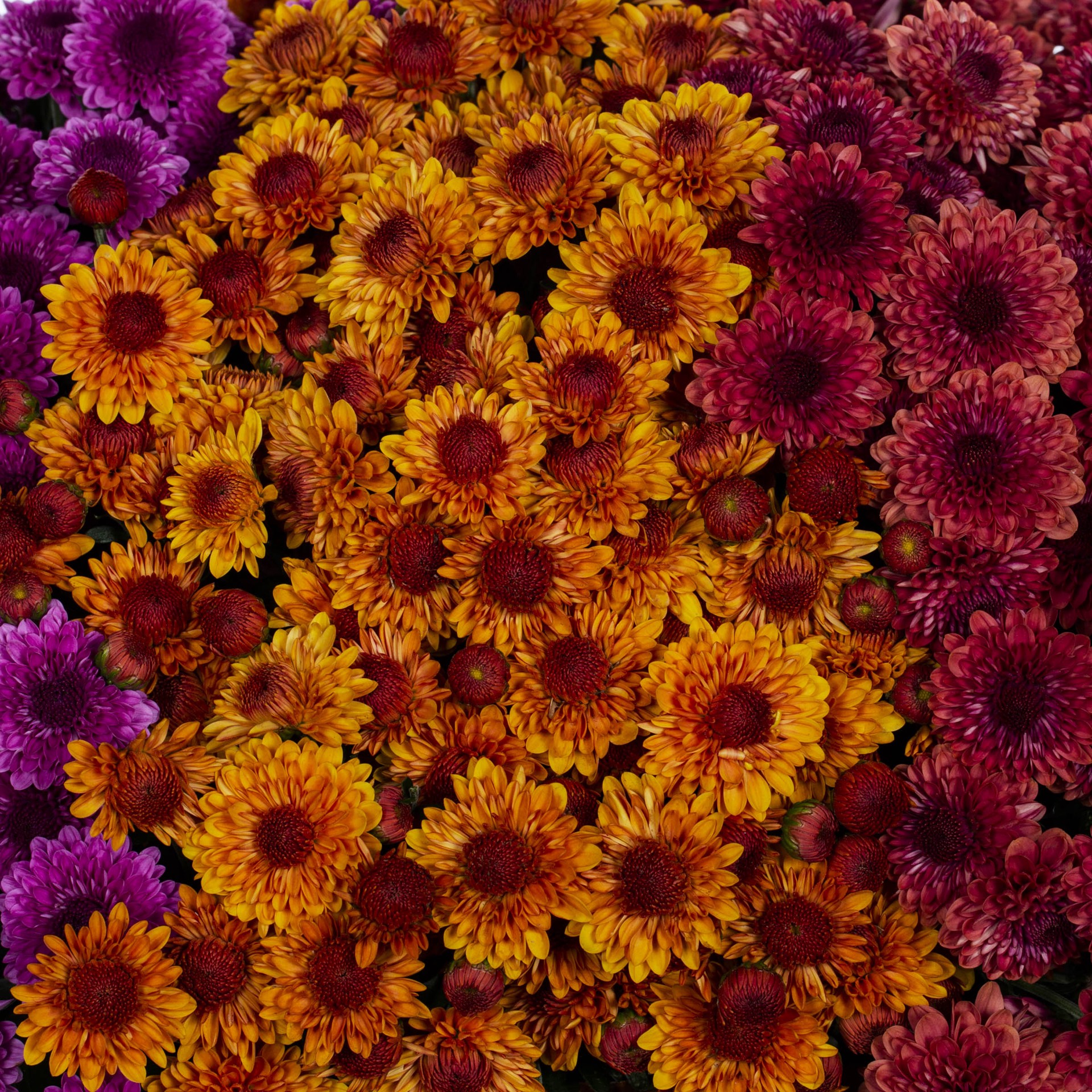 slide 2 of 4, Lowe's Multicolor Mum in 2.5 Gallon(s) Planter 1 -Pack, 1 ct