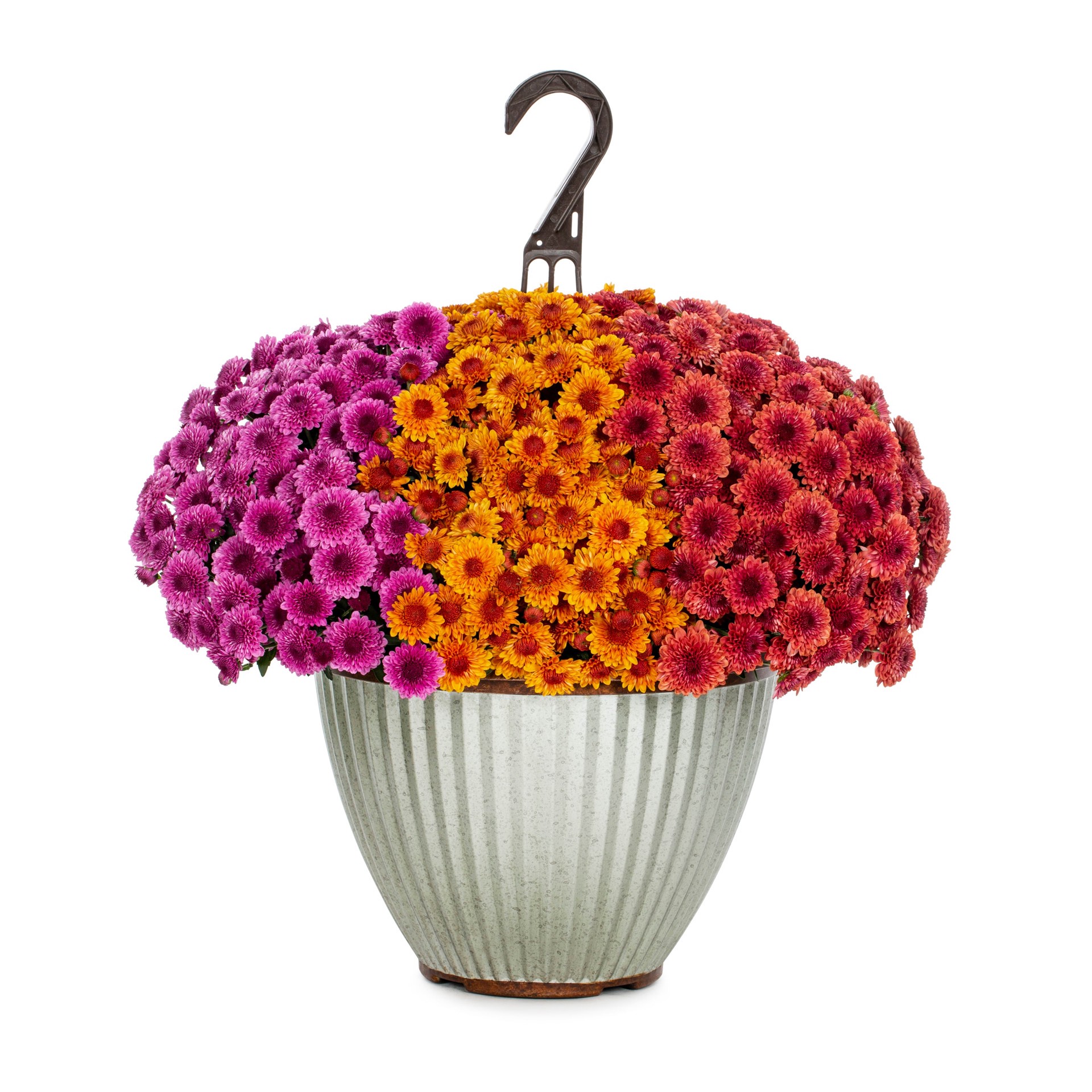 slide 1 of 4, Lowe's Multicolor Mum in 2.5 Gallon(s) Planter 1 -Pack, 1 ct