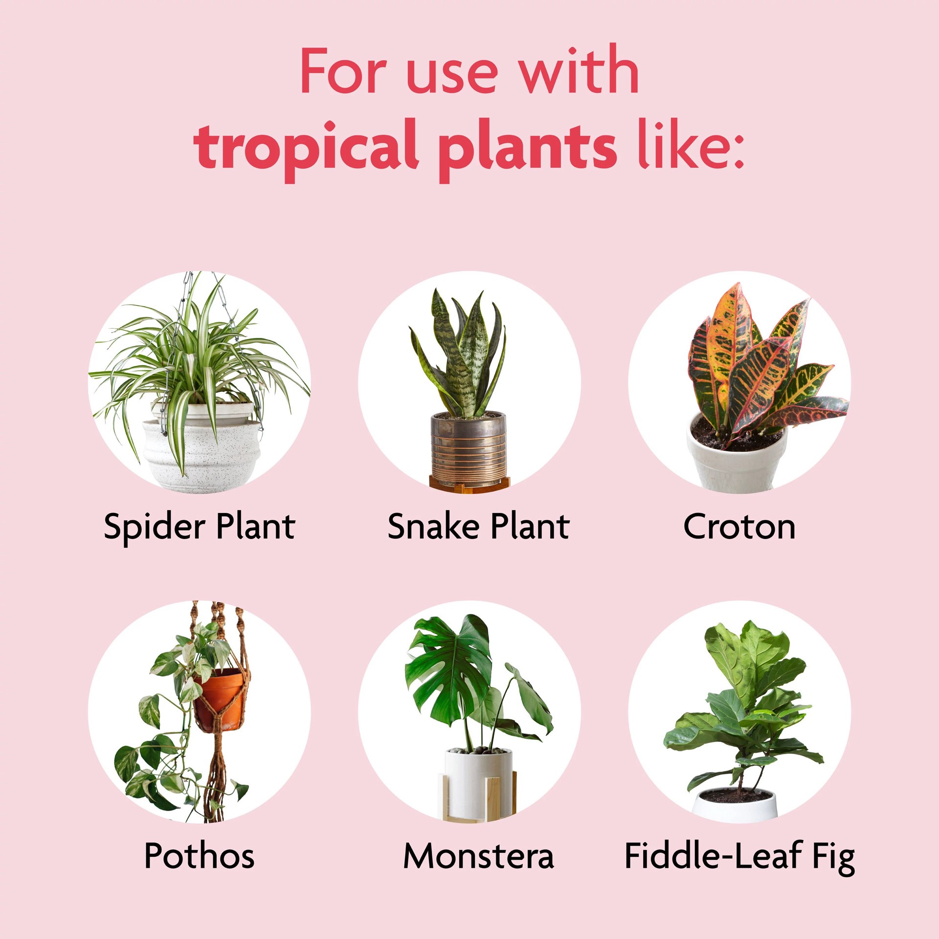 slide 2 of 6, Miracle-Gro Tropical Houseplant 8-fl oz 1-0.5-1 Liquid Indoor Plant Food, 1 ct