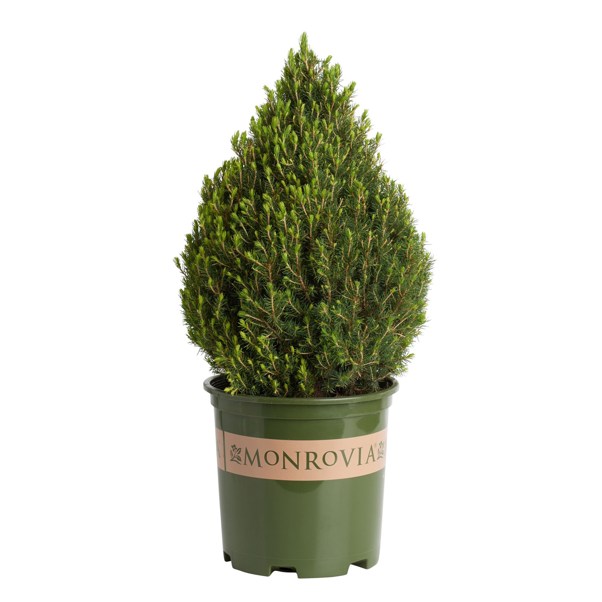 slide 1 of 4, Monrovia Tiny Tower Italian Cypress Accent Shrub in 3.58 -Gallon Pot 1 -Pack, 1 ct
