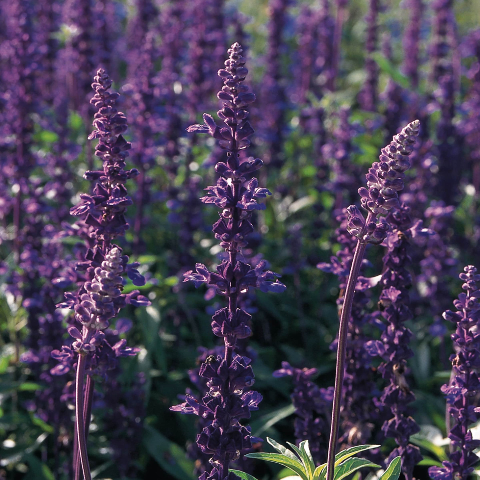 slide 2 of 4, Lowe's Multicolor Flower Plant in 2 -Quart Pot 1.0 -Pack, 1 ct