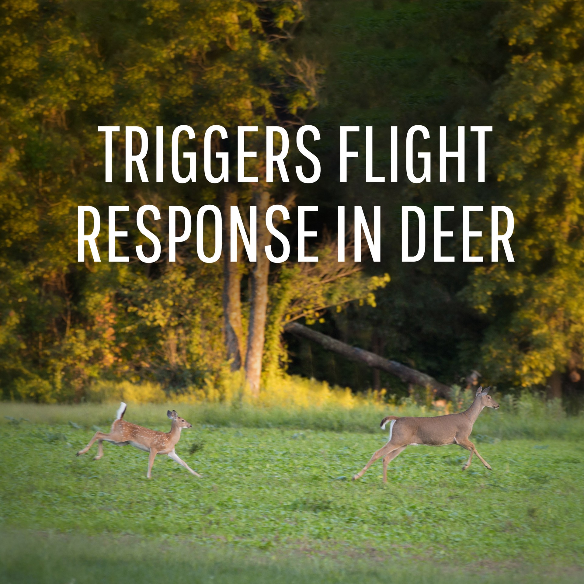 slide 2 of 6, Safer Brand Deer Off Deer Repellent, 1 ct