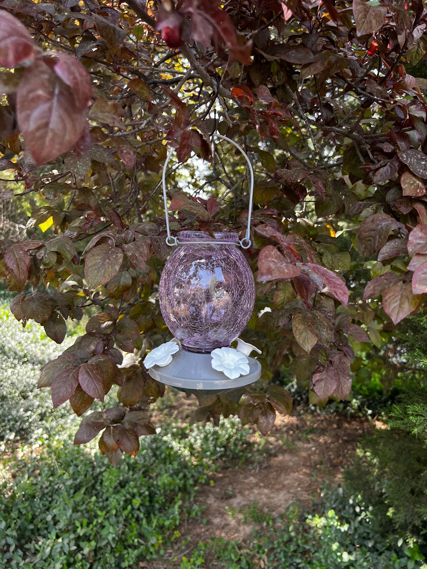 slide 6 of 6, Style Selections Glass Hanging Nectar Bird feeder - 22-oz, 1 ct