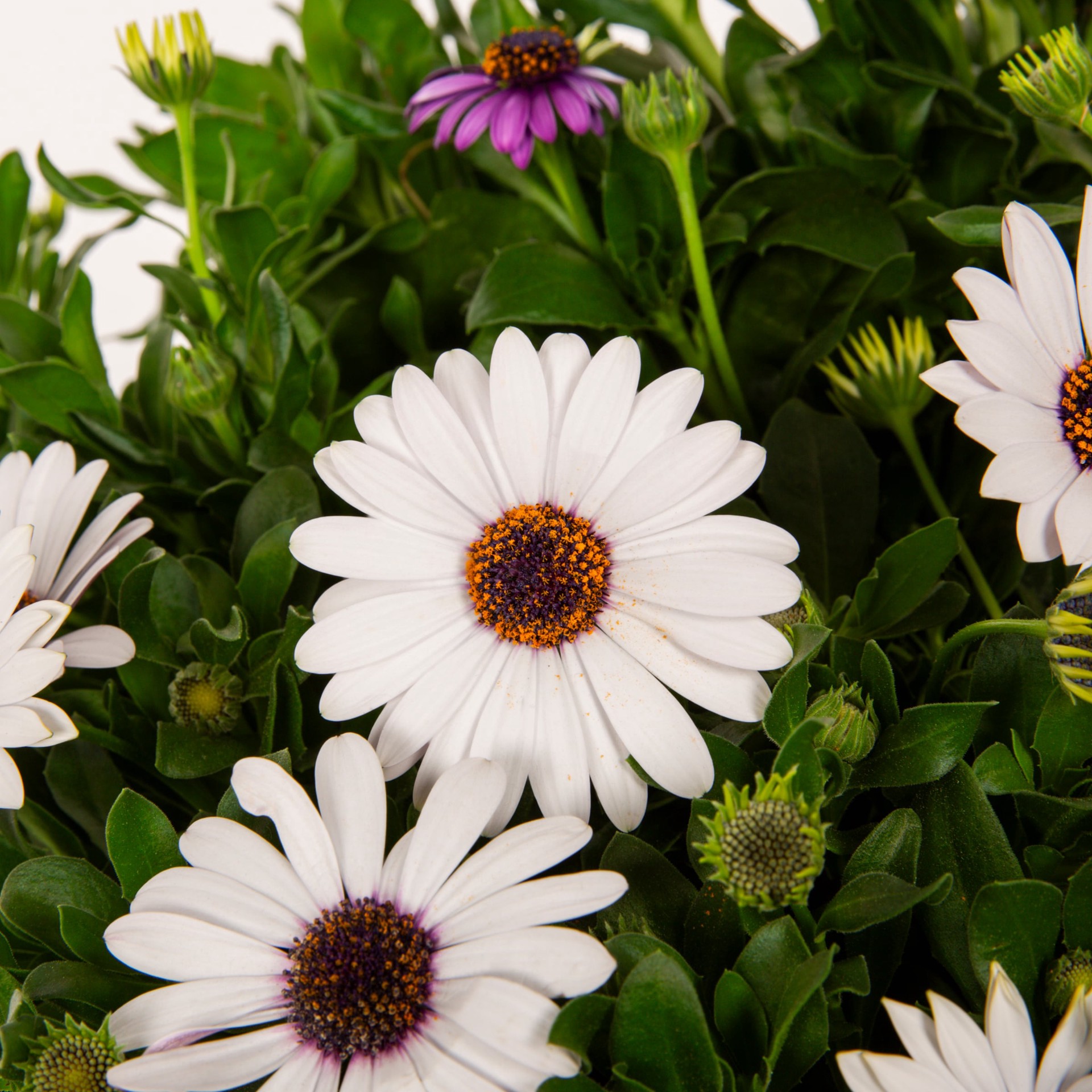 slide 2 of 4, Lowe's Multicolor African Daisy in 1 Gallon(s) Planter 5 -Pack, 1 ct