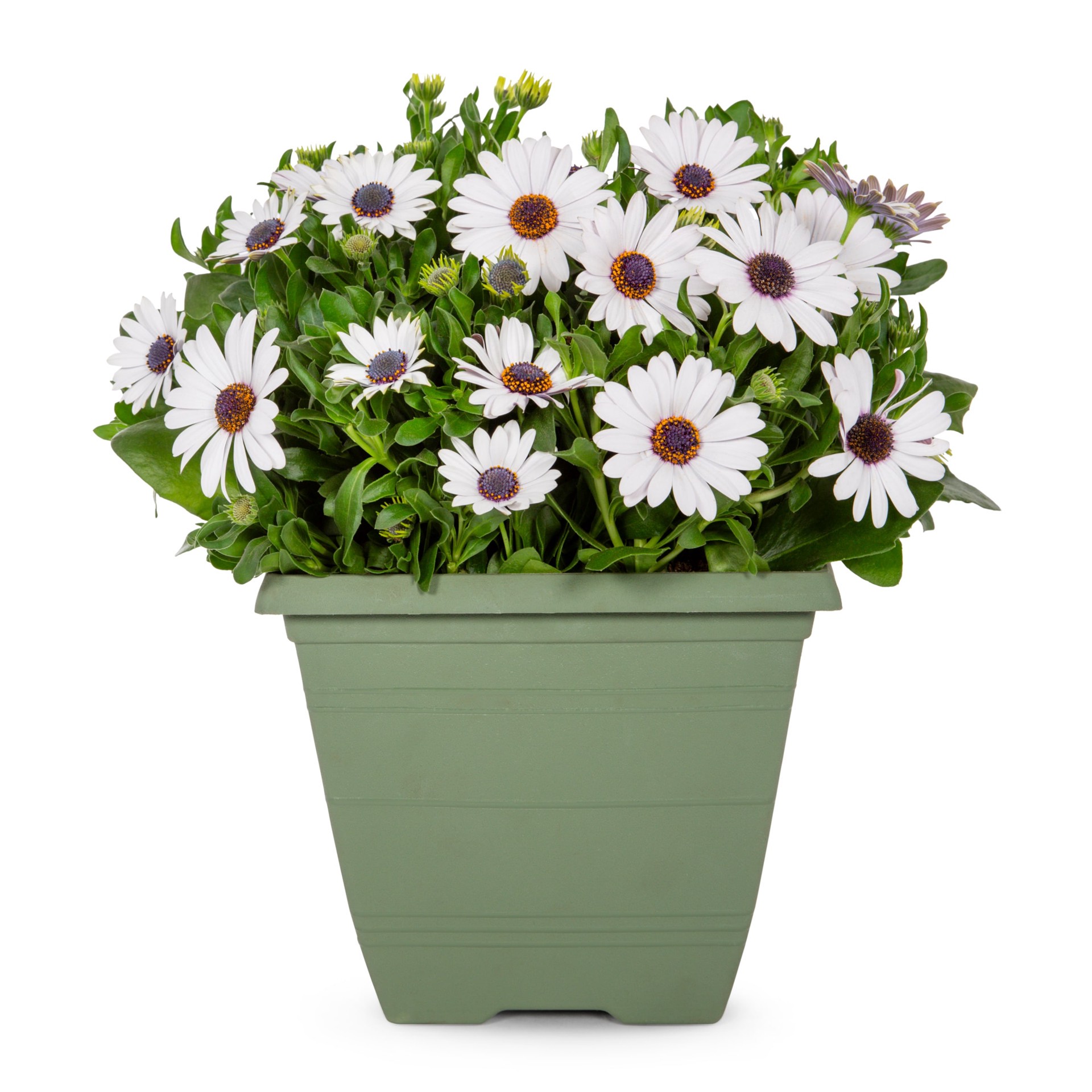 slide 1 of 4, Lowe's Multicolor African Daisy in 1 Gallon(s) Planter 5 -Pack, 1 ct