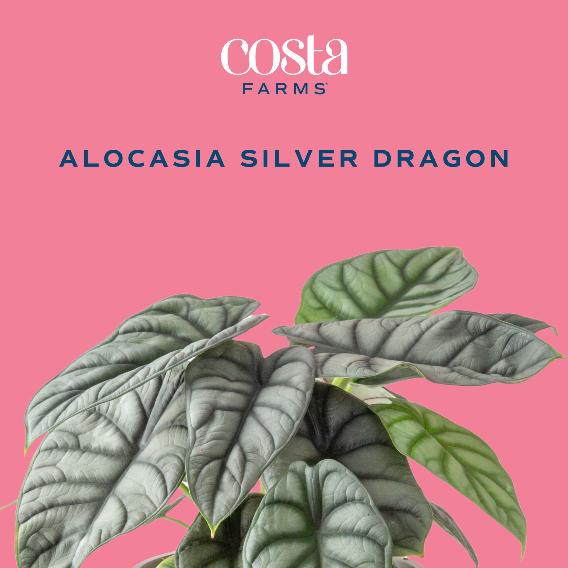 slide 2 of 6, Costa Farms Trending Tropicals Alocasia House plant in 1.4 Quart(s) Self-watering pot 1 -Pack, 1 ct