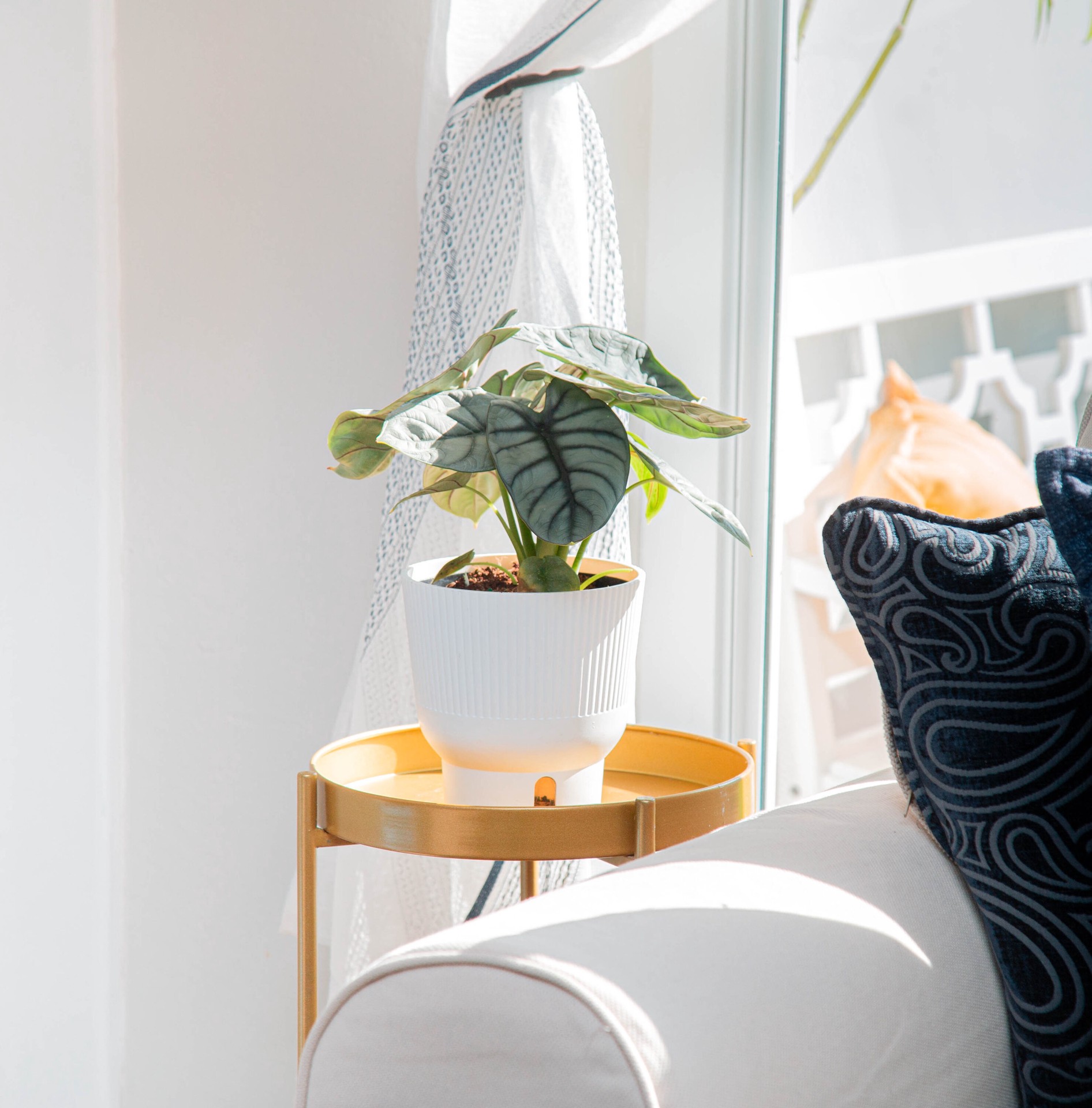 slide 3 of 6, Costa Farms Trending Tropicals Alocasia House plant in 1.4 Quart(s) Self-watering pot 1 -Pack, 1 ct