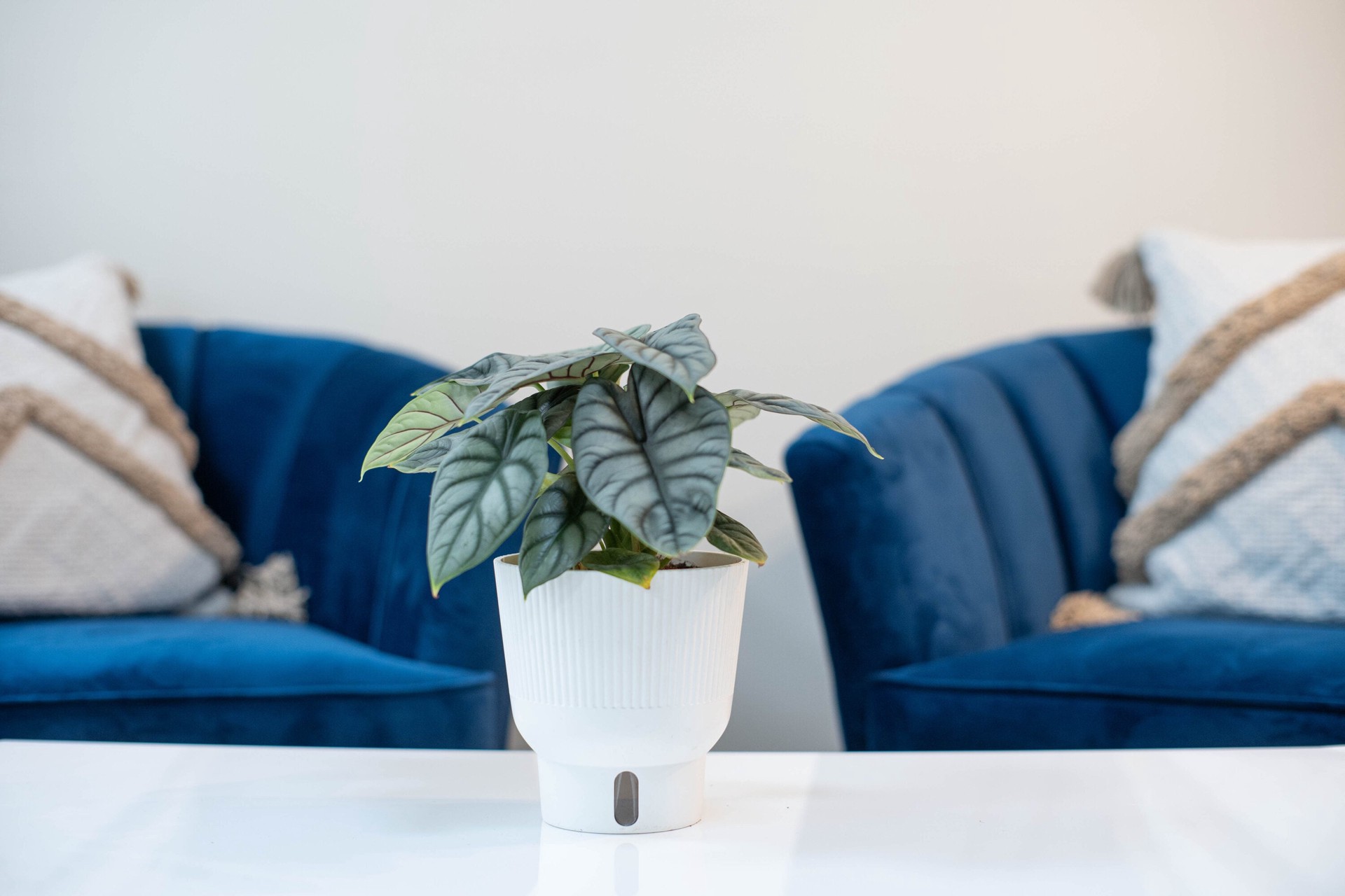 slide 5 of 6, Costa Farms Trending Tropicals Alocasia House plant in 1.4 Quart(s) Self-watering pot 1 -Pack, 1 ct