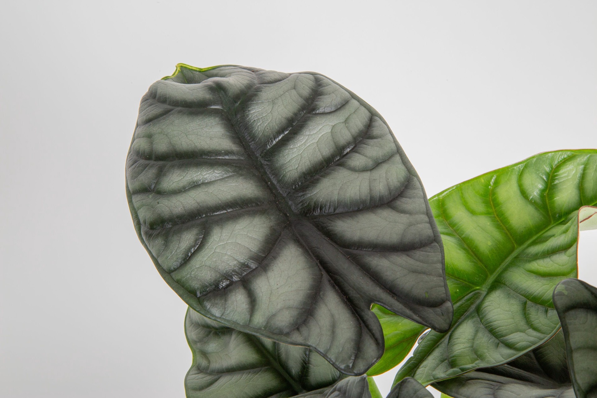 slide 6 of 6, Costa Farms Trending Tropicals Alocasia House plant in 1.4 Quart(s) Self-watering pot 1 -Pack, 1 ct