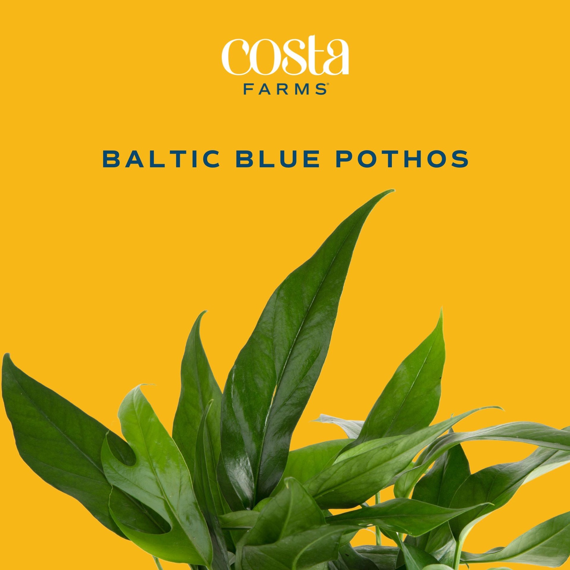 slide 2 of 6, Costa Farms Pothos Baltic Blue House plant in 1.4 Quart(s) Self-watering pot 1 -Pack, 1 ct