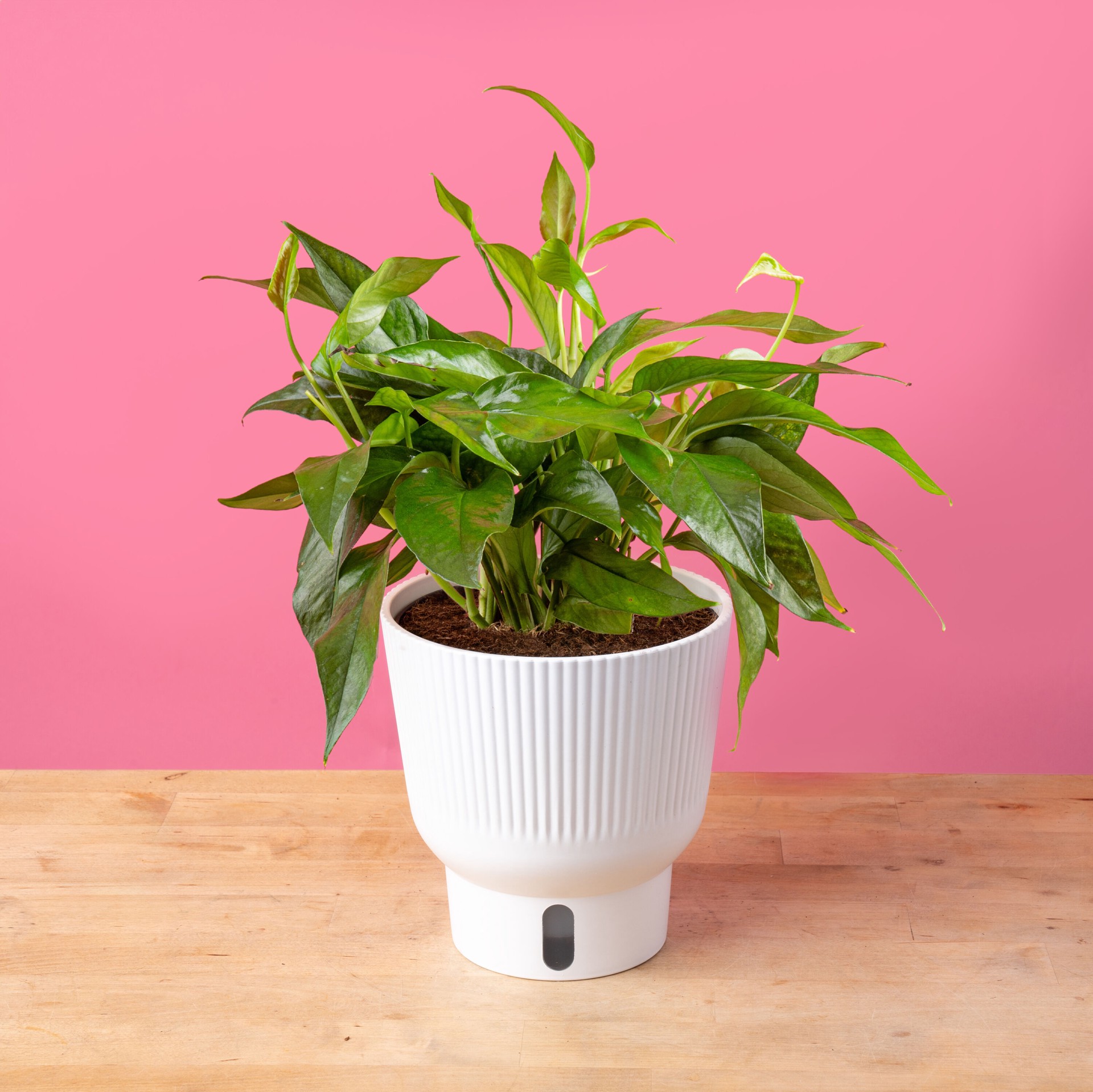 slide 3 of 6, Costa Farms Pothos Baltic Blue House plant in 1.4 Quart(s) Self-watering pot 1 -Pack, 1 ct