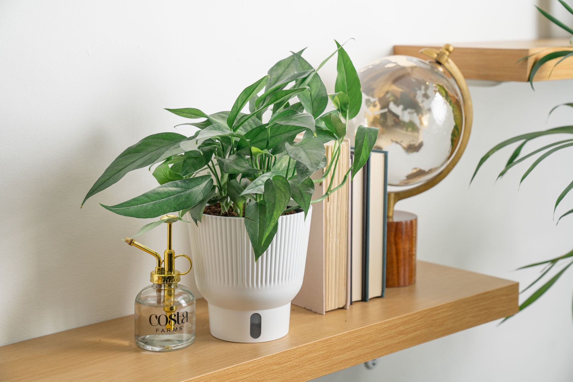 slide 6 of 6, Costa Farms Pothos Baltic Blue House plant in 1.4 Quart(s) Self-watering pot 1 -Pack, 1 ct