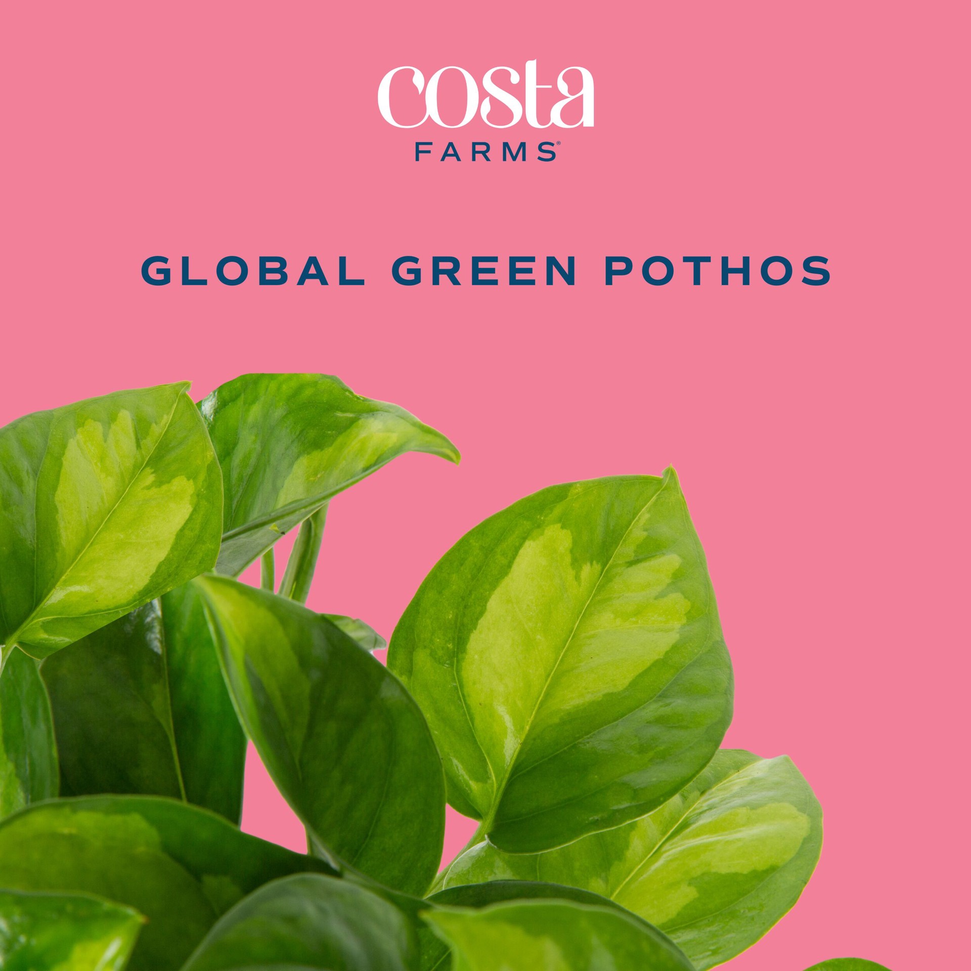 slide 2 of 6, Costa Farms Trending Tropicals Pothos House plant in 1.4 Quart(s) Self-watering pot 1 -Pack, 1 ct