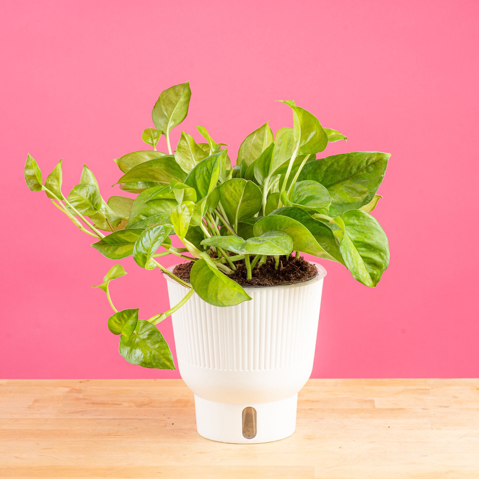 slide 3 of 6, Costa Farms Trending Tropicals Pothos House plant in 1.4 Quart(s) Self-watering pot 1 -Pack, 1 ct