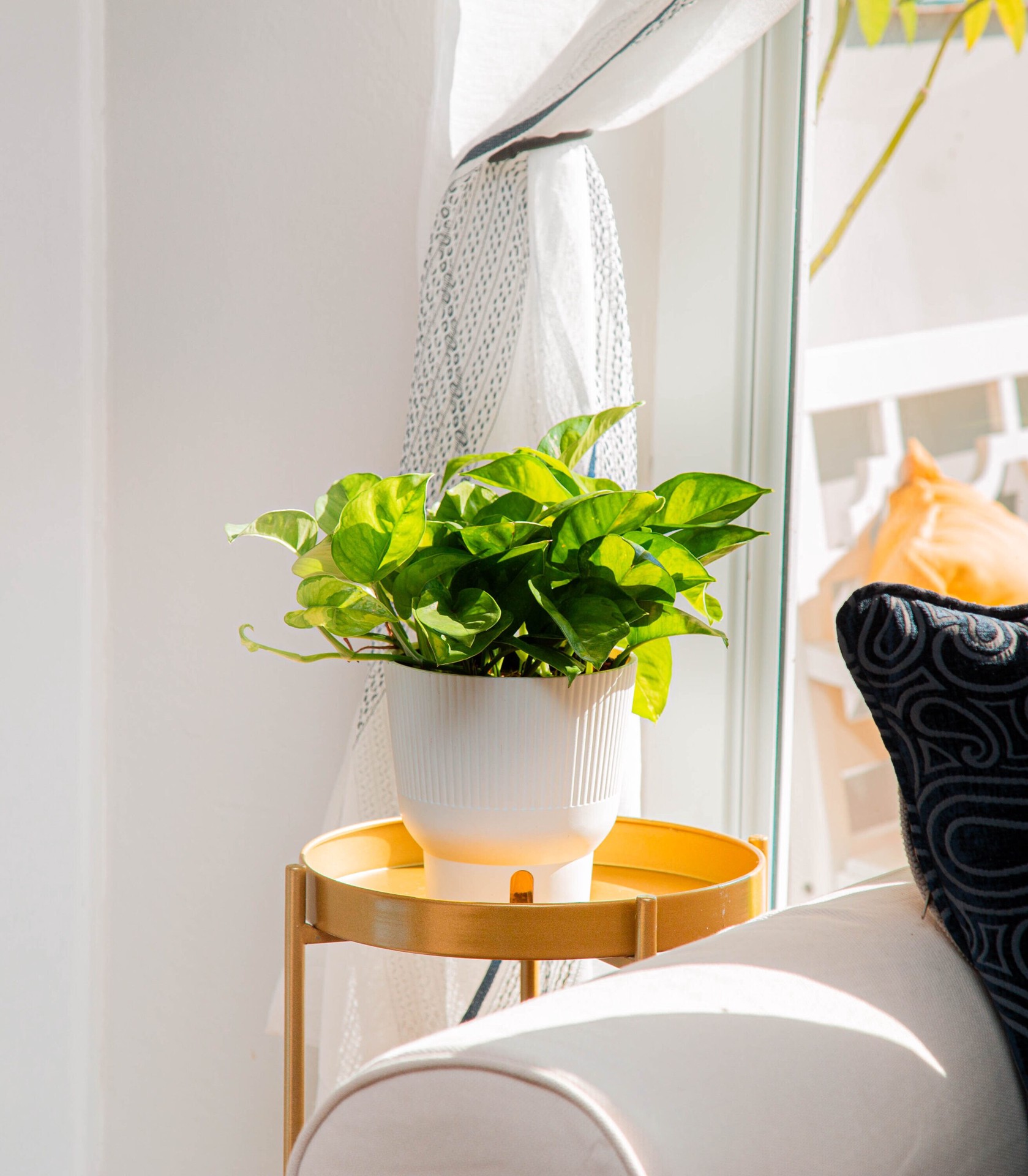 slide 4 of 6, Costa Farms Trending Tropicals Pothos House plant in 1.4 Quart(s) Self-watering pot 1 -Pack, 1 ct