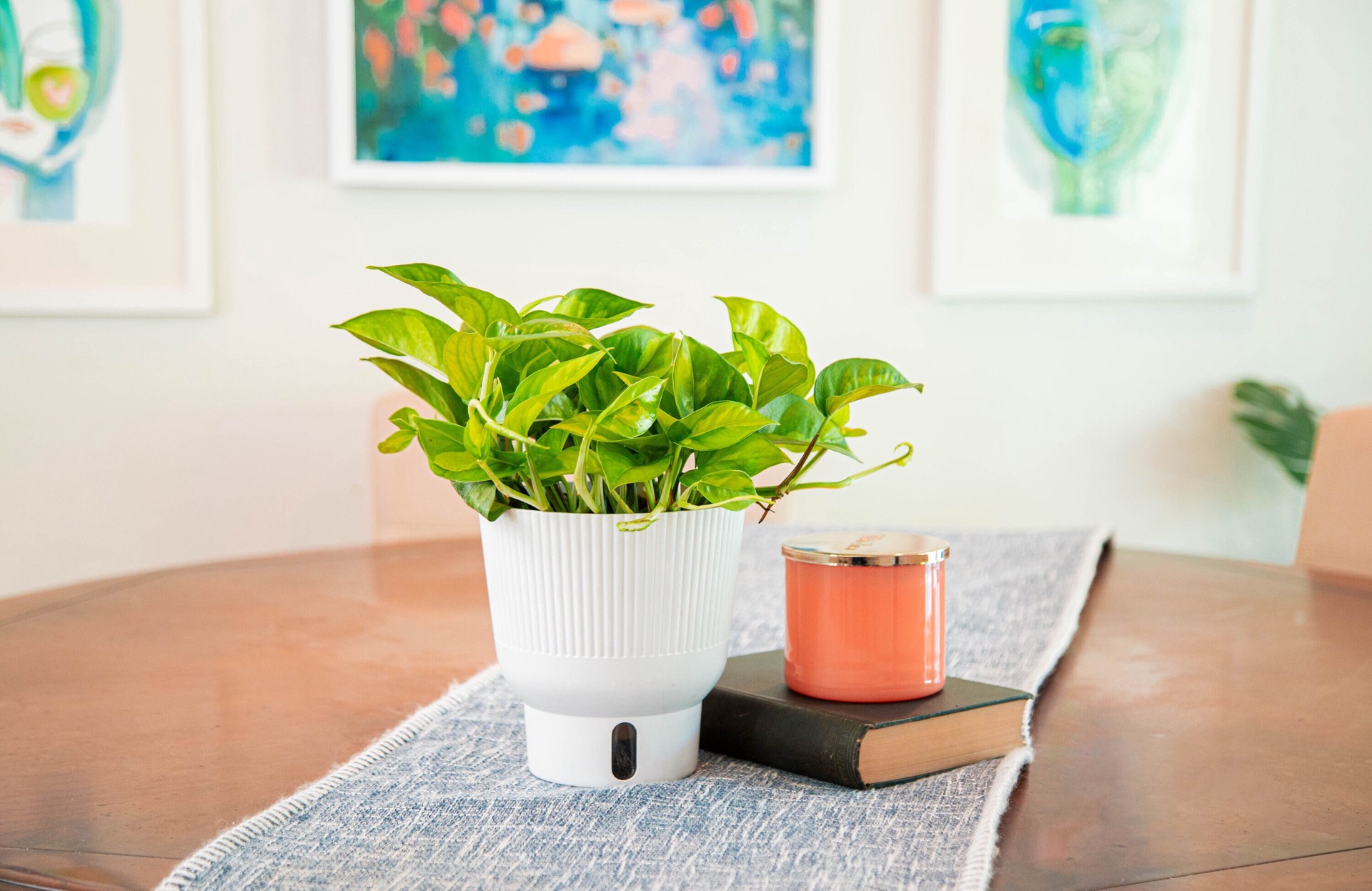 slide 5 of 6, Costa Farms Trending Tropicals Pothos House plant in 1.4 Quart(s) Self-watering pot 1 -Pack, 1 ct