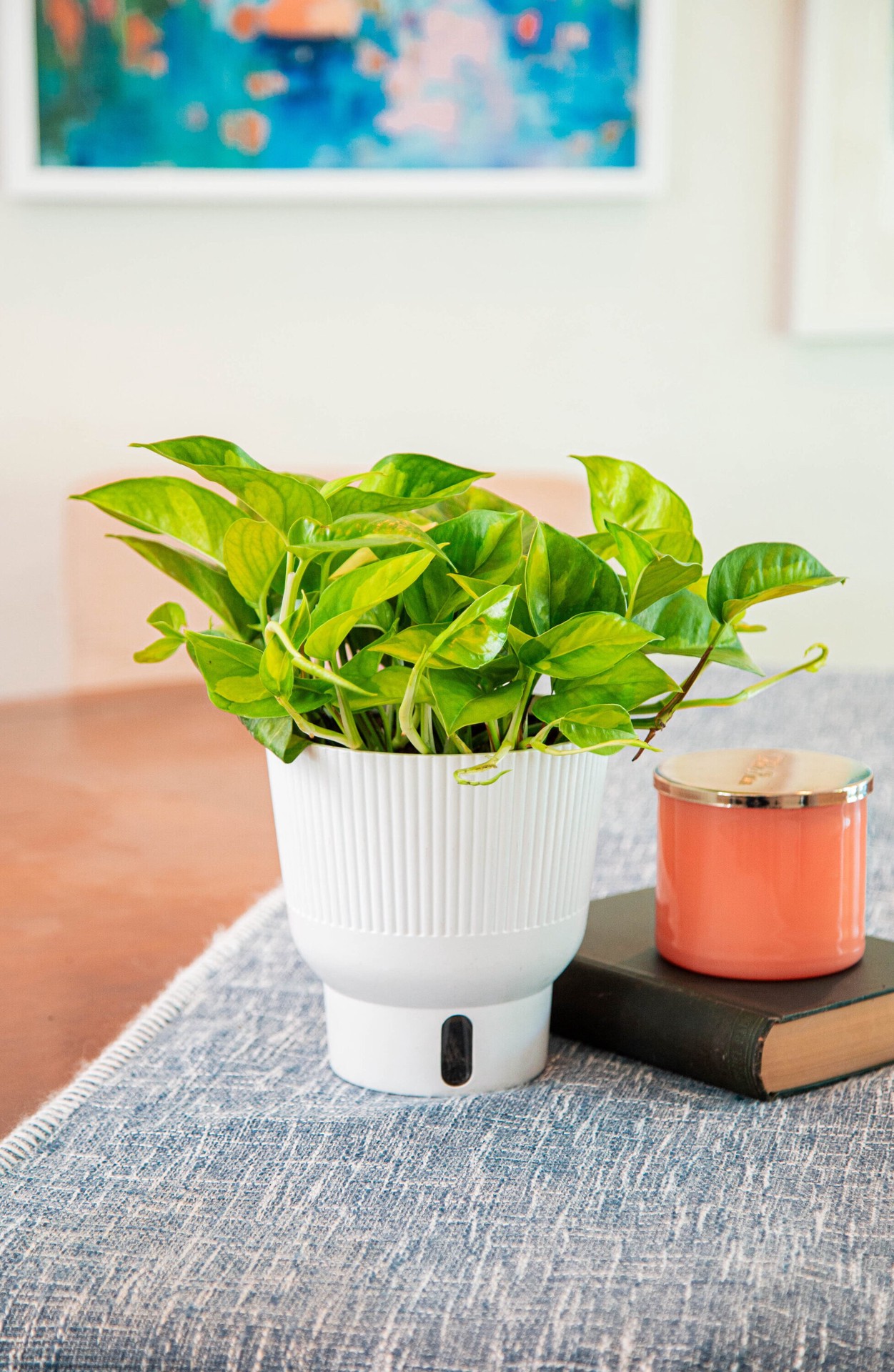 slide 6 of 6, Costa Farms Trending Tropicals Pothos House plant in 1.4 Quart(s) Self-watering pot 1 -Pack, 1 ct