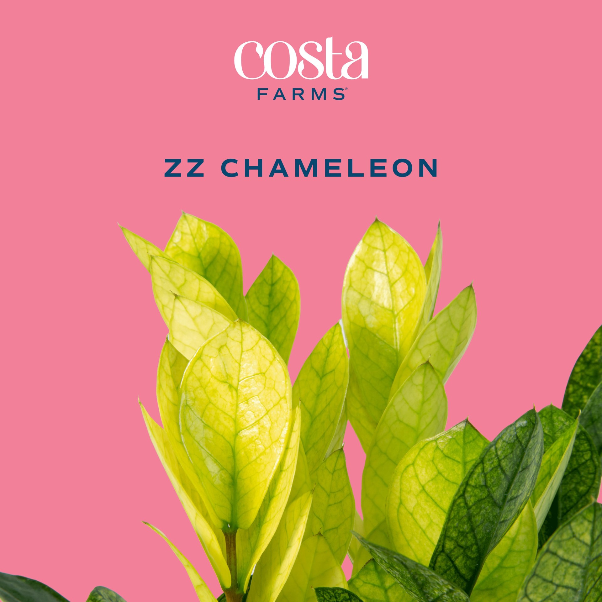 slide 2 of 6, Costa Farms Trending Tropicals Zamioculcas House plant in 1.4 Quart(s) Self-watering pot 1 -Pack, 1 ct