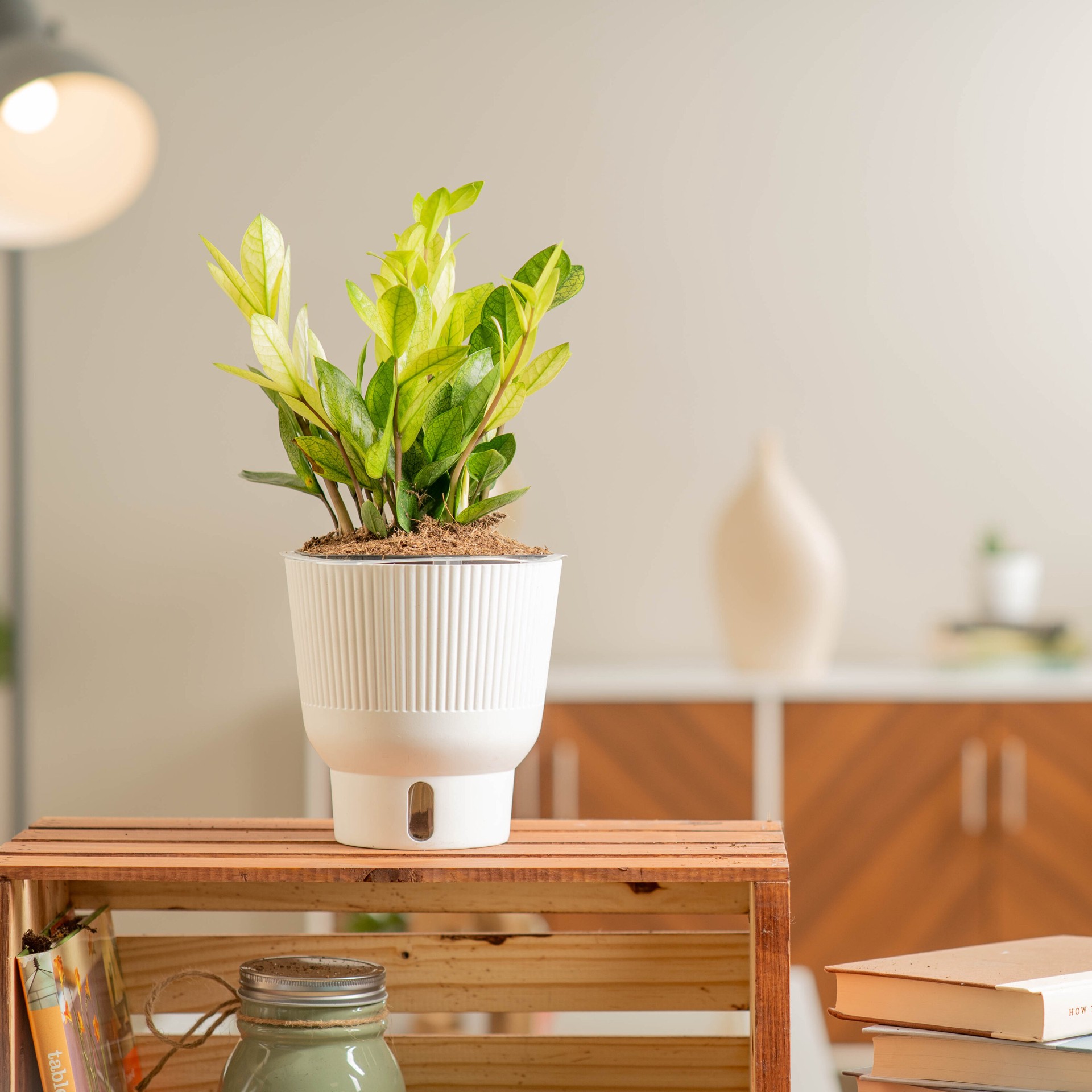 slide 3 of 6, Costa Farms Trending Tropicals Zamioculcas House plant in 1.4 Quart(s) Self-watering pot 1 -Pack, 1 ct