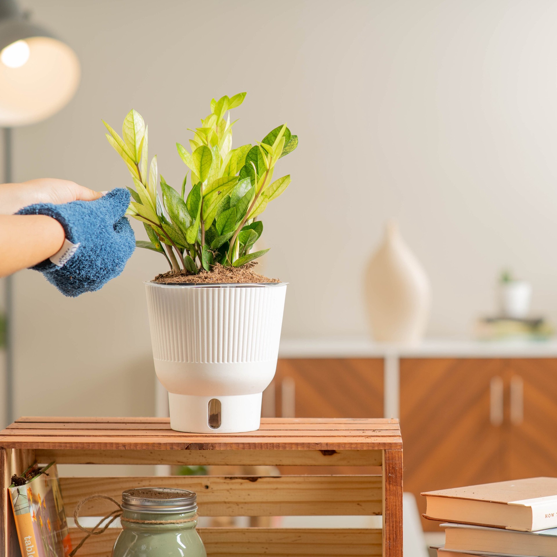 slide 5 of 6, Costa Farms Trending Tropicals Zamioculcas House plant in 1.4 Quart(s) Self-watering pot 1 -Pack, 1 ct
