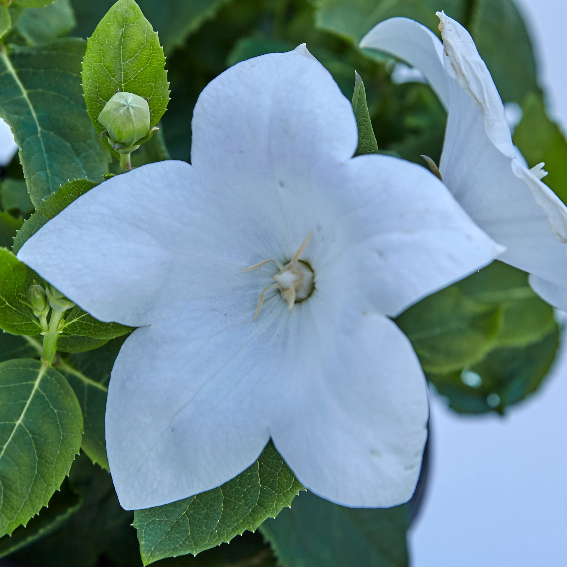 slide 2 of 6, Lowe's Multicolor Balloon Flower Plant in 2.50 -Quart Pot 1 -Pack, 1 ct
