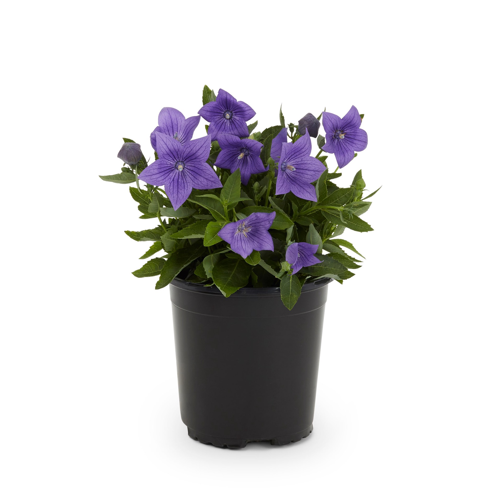 slide 3 of 6, Lowe's Multicolor Balloon Flower Plant in 2.50 -Quart Pot 1 -Pack, 1 ct