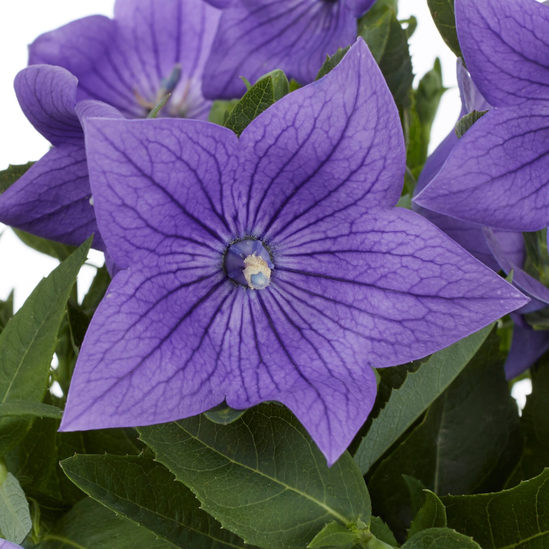 slide 4 of 6, Lowe's Multicolor Balloon Flower Plant in 2.50 -Quart Pot 1 -Pack, 1 ct