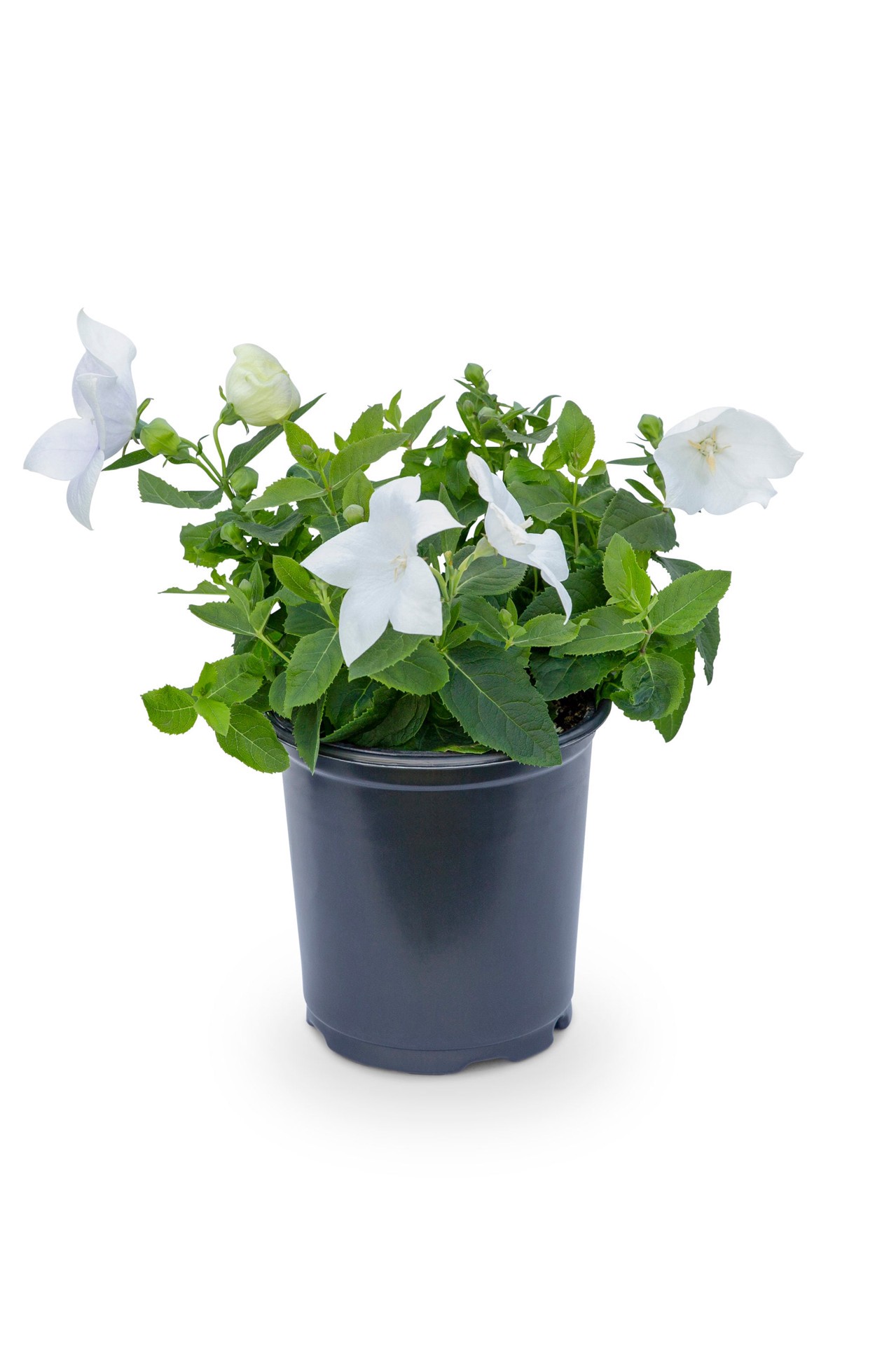 slide 1 of 6, Lowe's Multicolor Balloon Flower Plant in 2.50 -Quart Pot 1 -Pack, 1 ct