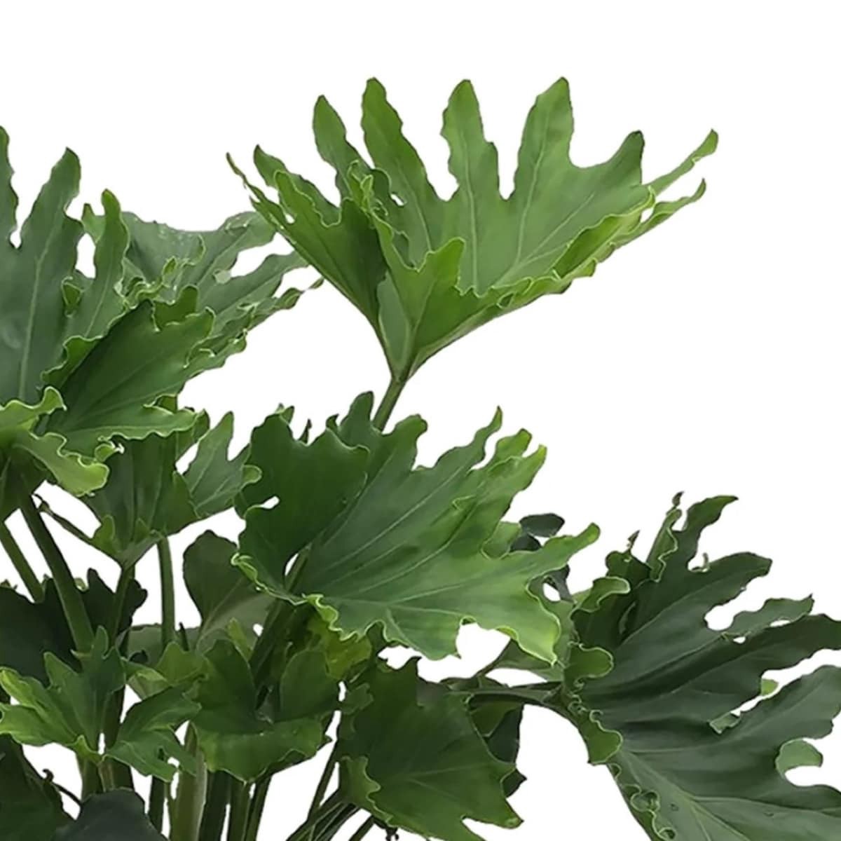 slide 2 of 2, Lowe's Philodendron House plant in 3.58 Gallon(s), 1 ct