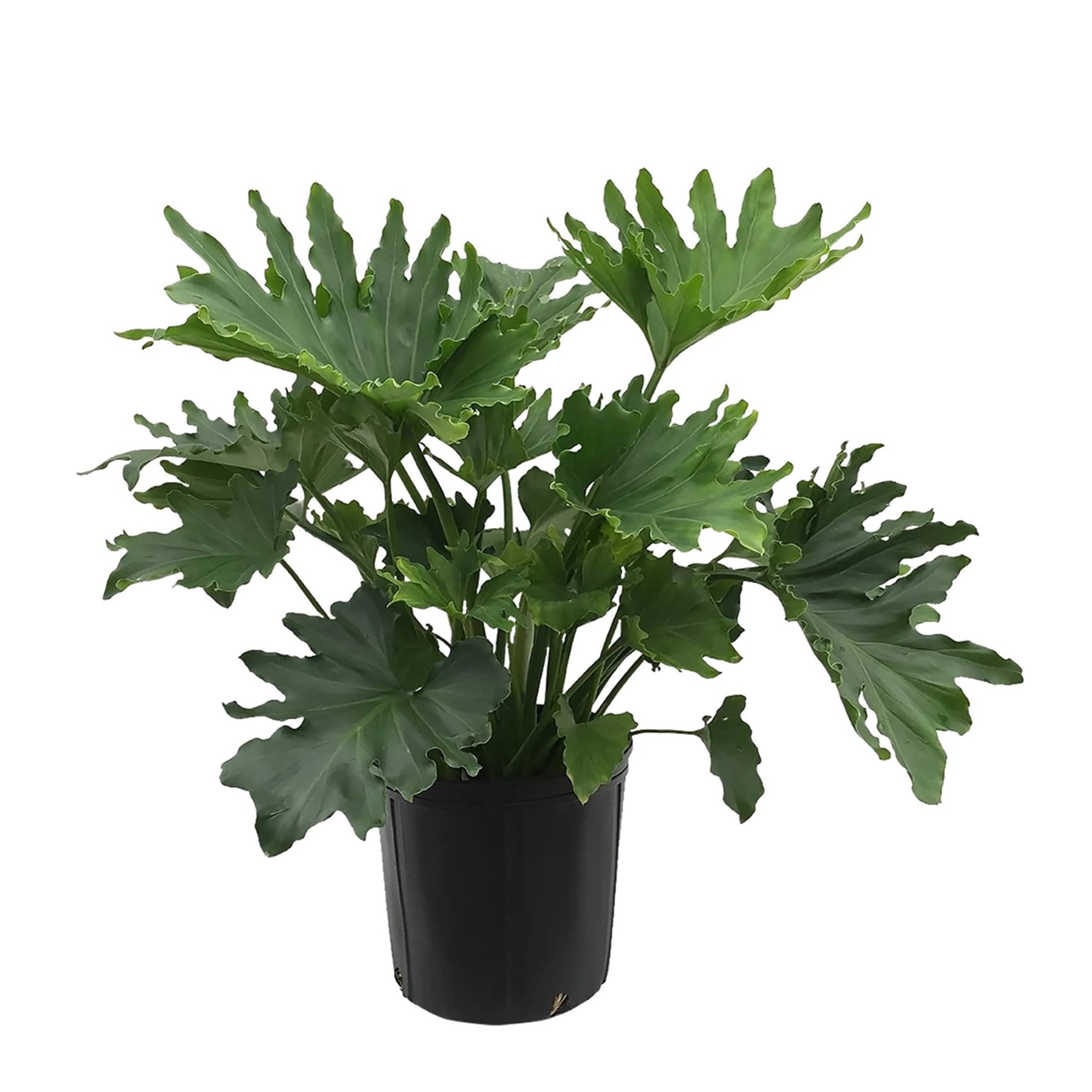slide 1 of 2, Lowe's Philodendron House plant in 3.58 Gallon(s), 1 ct