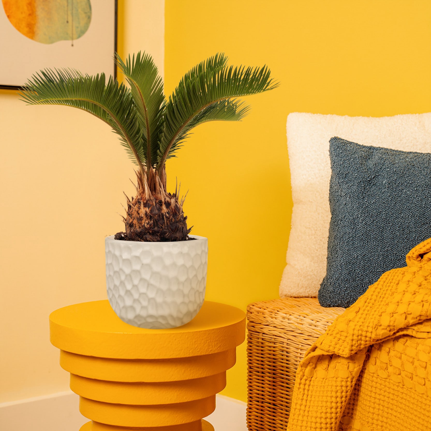 slide 3 of 6, Lowe's Sago Palm House plant in 1.4 Quart(s) Planter 1 -Pack, 1 ct