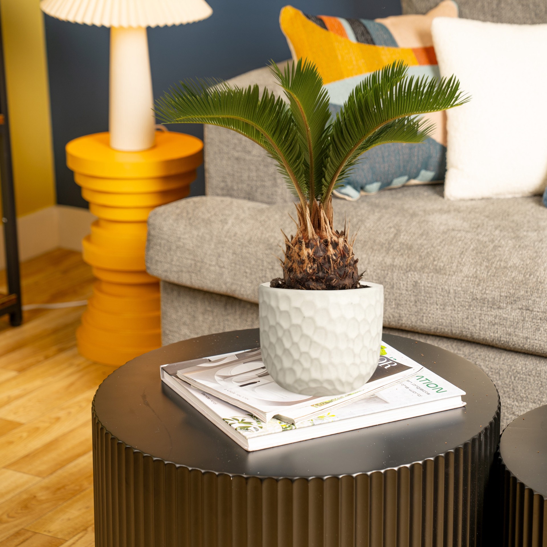 slide 4 of 6, Lowe's Sago Palm House plant in 1.4 Quart(s) Planter 1 -Pack, 1 ct