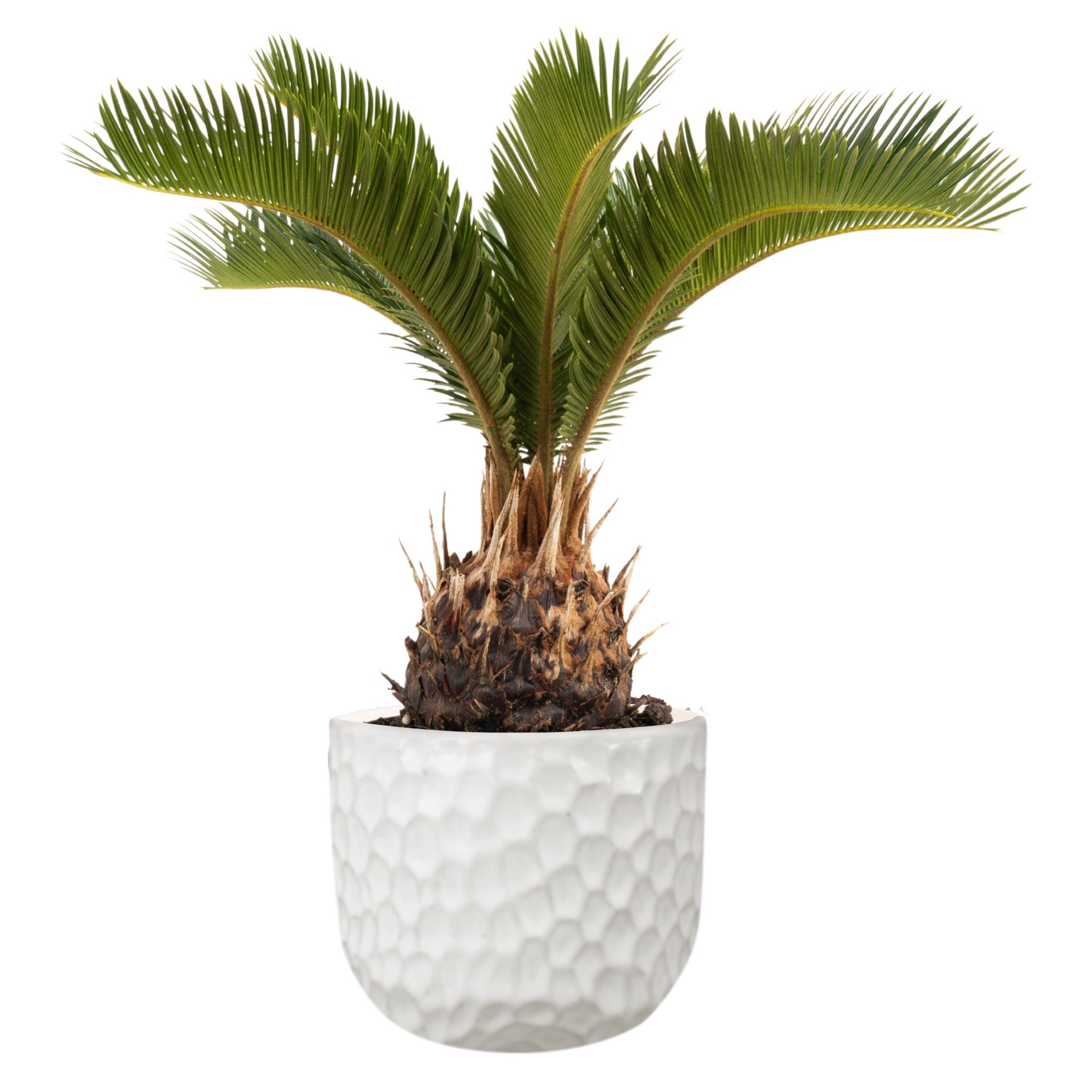 slide 1 of 6, Lowe's Sago Palm House plant in 1.4 Quart(s) Planter 1 -Pack, 1 ct