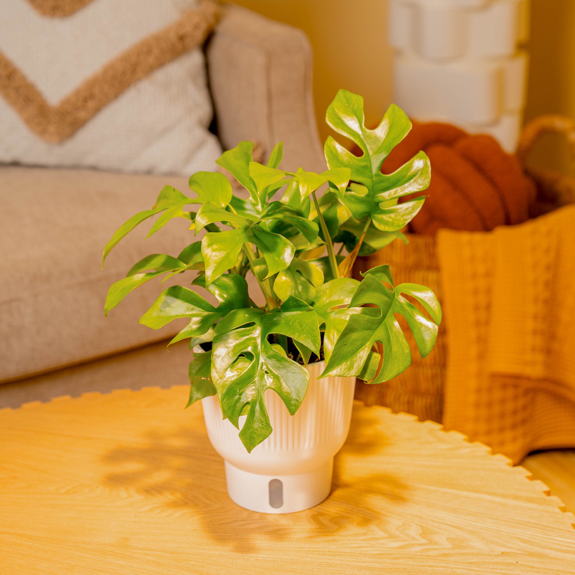 slide 3 of 6, Costa Farms Trending Tropicals Mini Monstera House plant in 1.4 Quart(s) Self-watering pot 1 -Pack, 1 ct