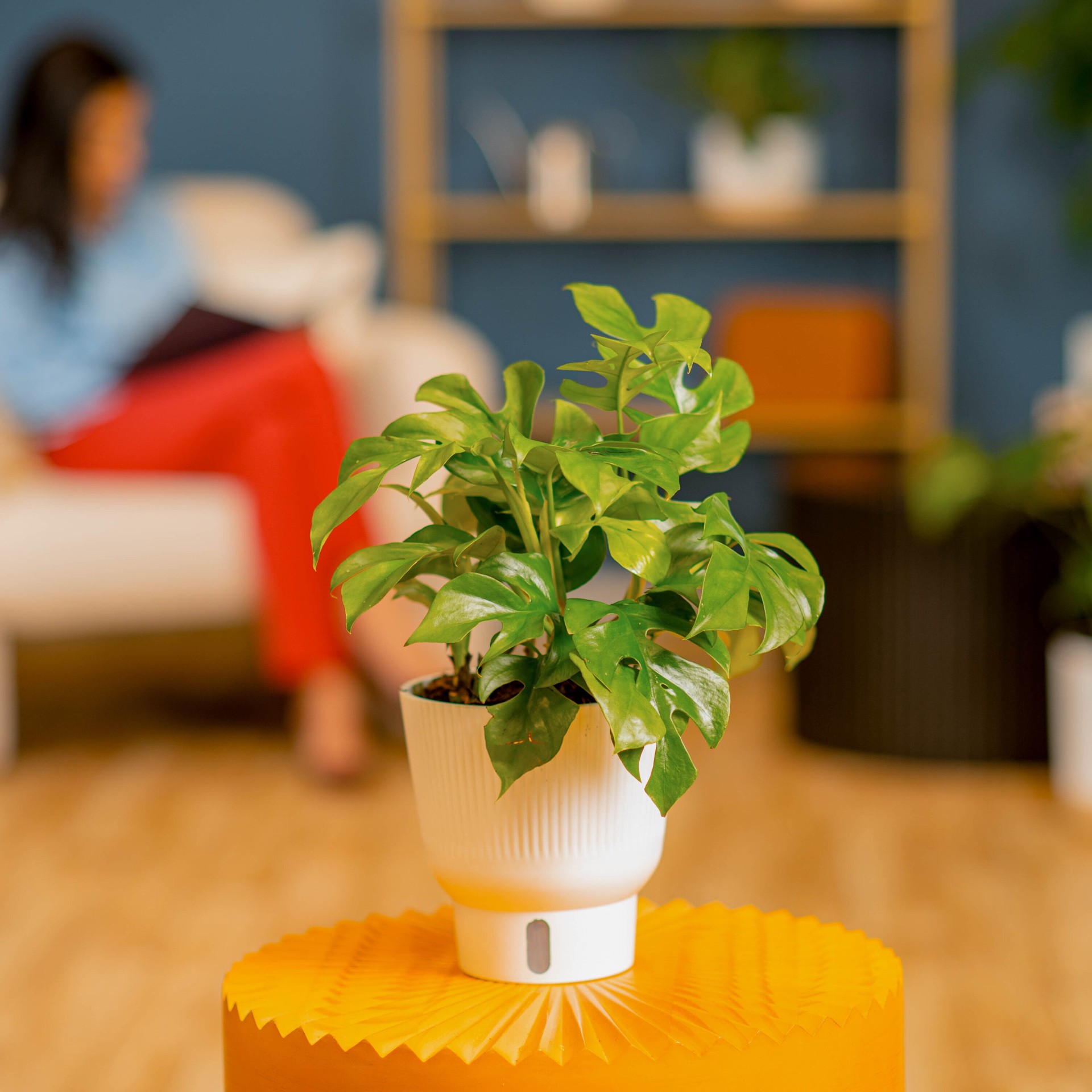 slide 4 of 6, Costa Farms Trending Tropicals Mini Monstera House plant in 1.4 Quart(s) Self-watering pot 1 -Pack, 1 ct