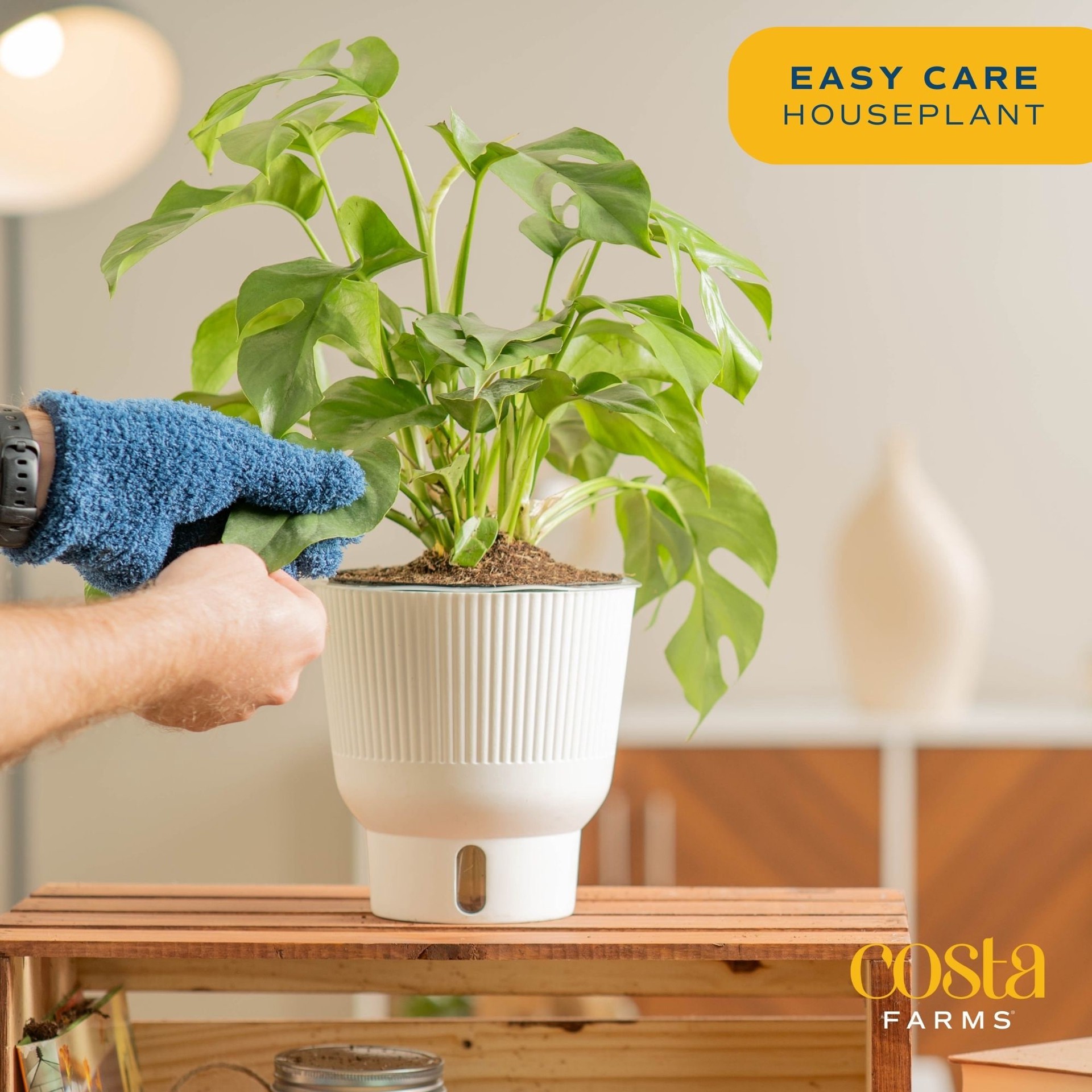 slide 5 of 6, Costa Farms Trending Tropicals Mini Monstera House plant in 1.4 Quart(s) Self-watering pot 1 -Pack, 1 ct