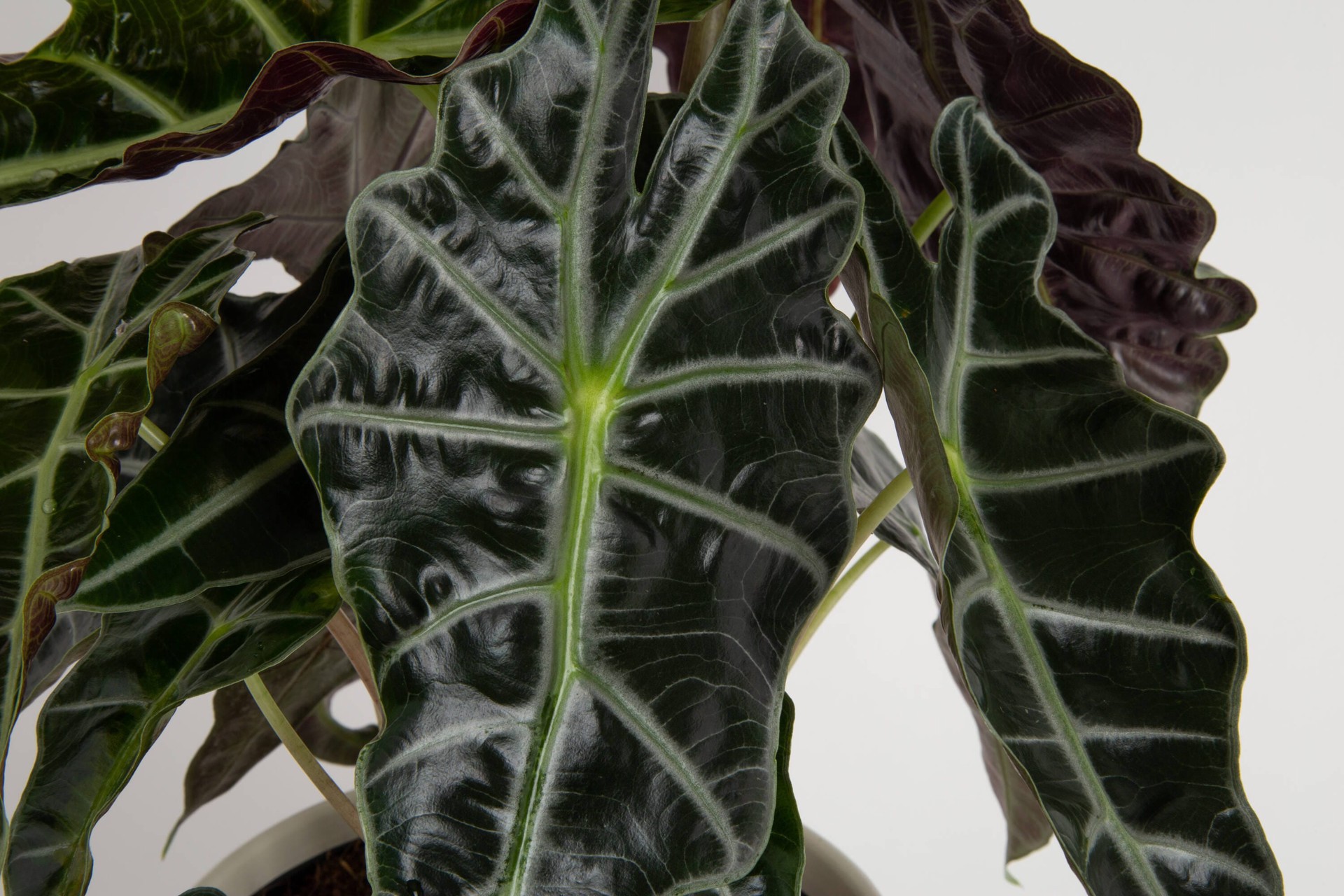 slide 2 of 6, Lowe's Alocasia House plant in 1.4 Quart(s) Planter 1 -Pack, 1 ct