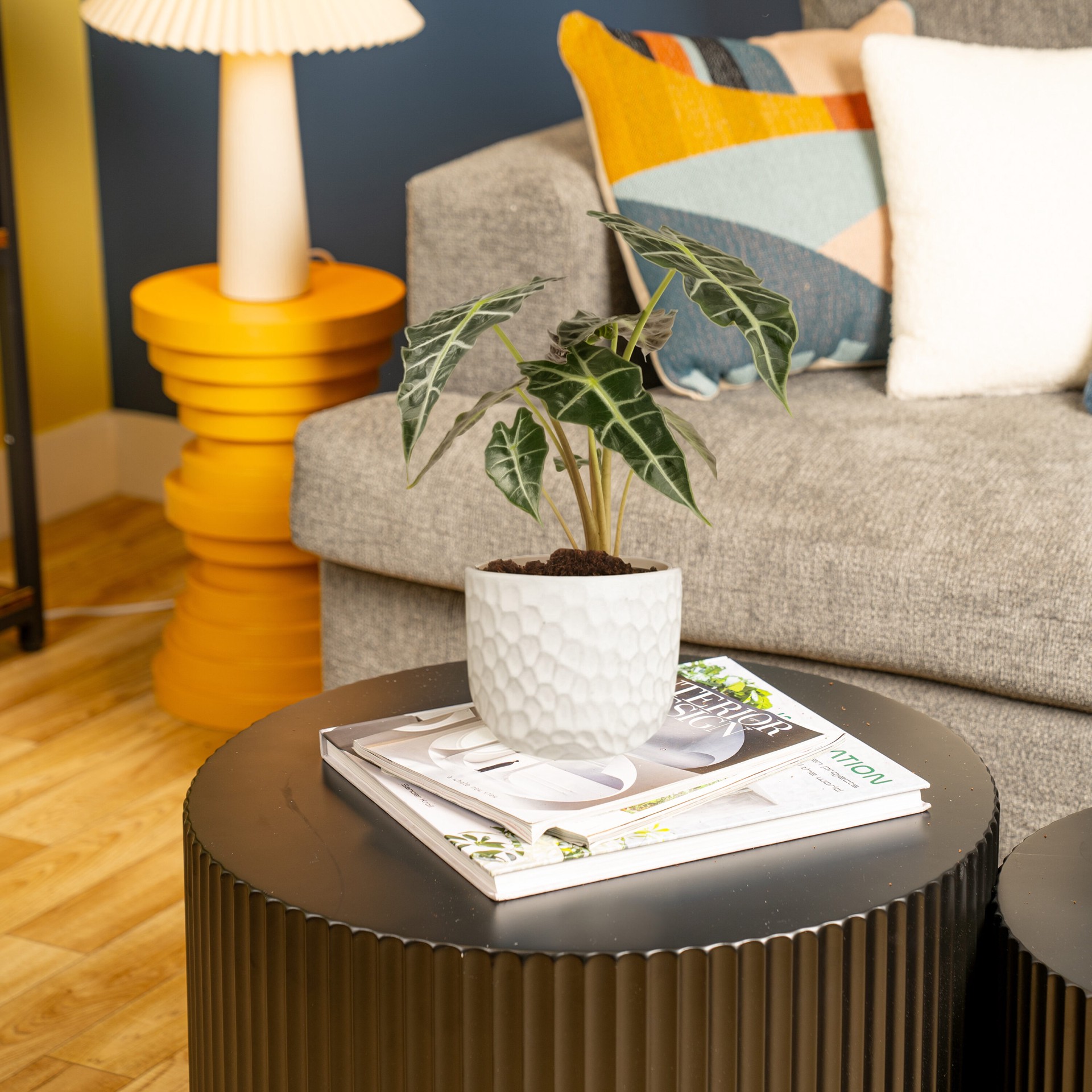 slide 3 of 6, Lowe's Alocasia House plant in 1.4 Quart(s) Planter 1 -Pack, 1 ct