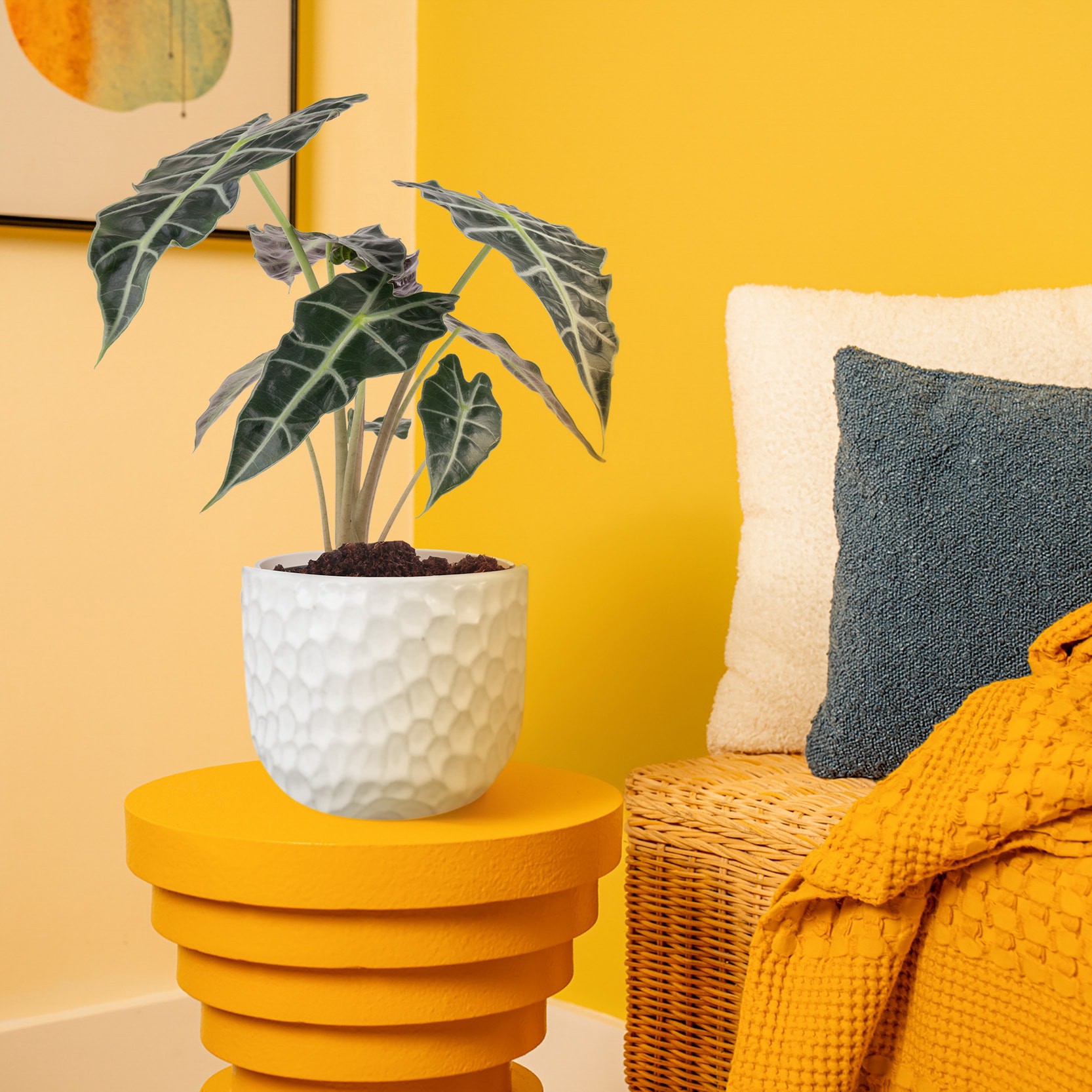 slide 4 of 6, Lowe's Alocasia House plant in 1.4 Quart(s) Planter 1 -Pack, 1 ct