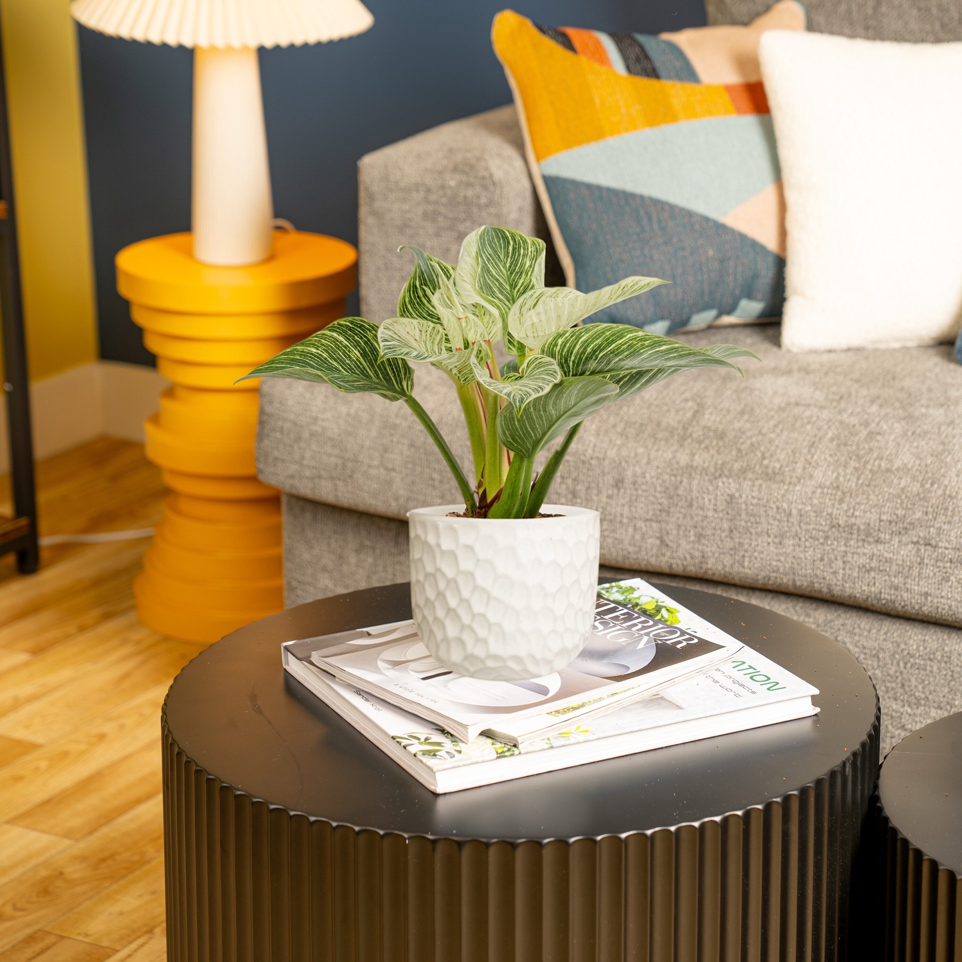 slide 3 of 6, Lowe's Philodendron House plant in 1.4 Quart(s) Planter 1 -Pack, 1 ct