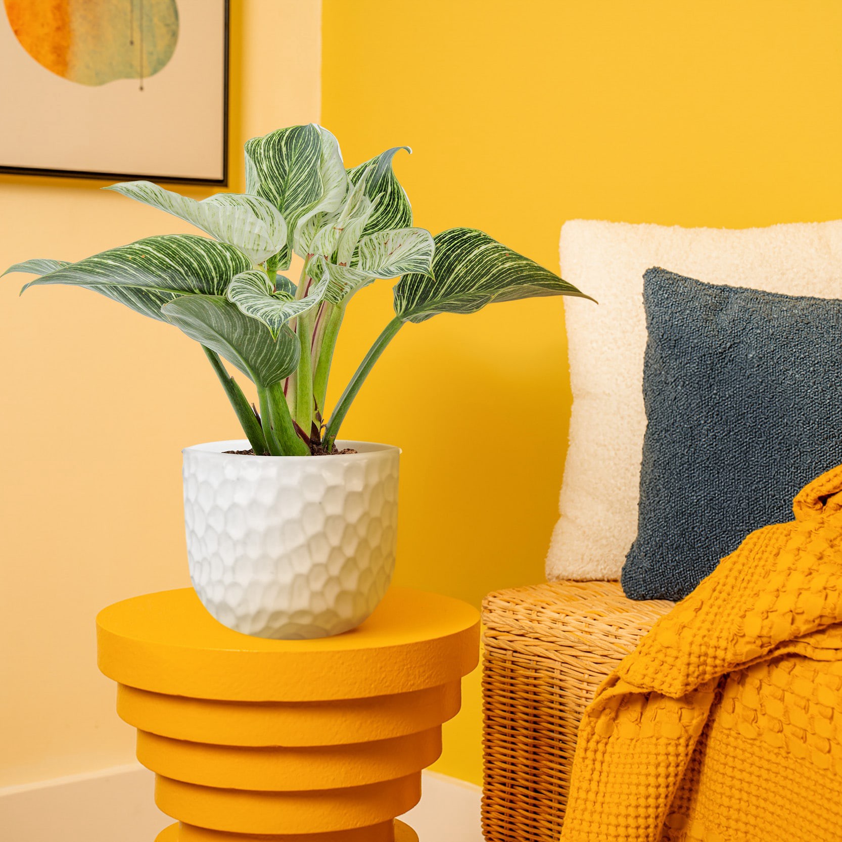 slide 4 of 6, Lowe's Philodendron House plant in 1.4 Quart(s) Planter 1 -Pack, 1 ct