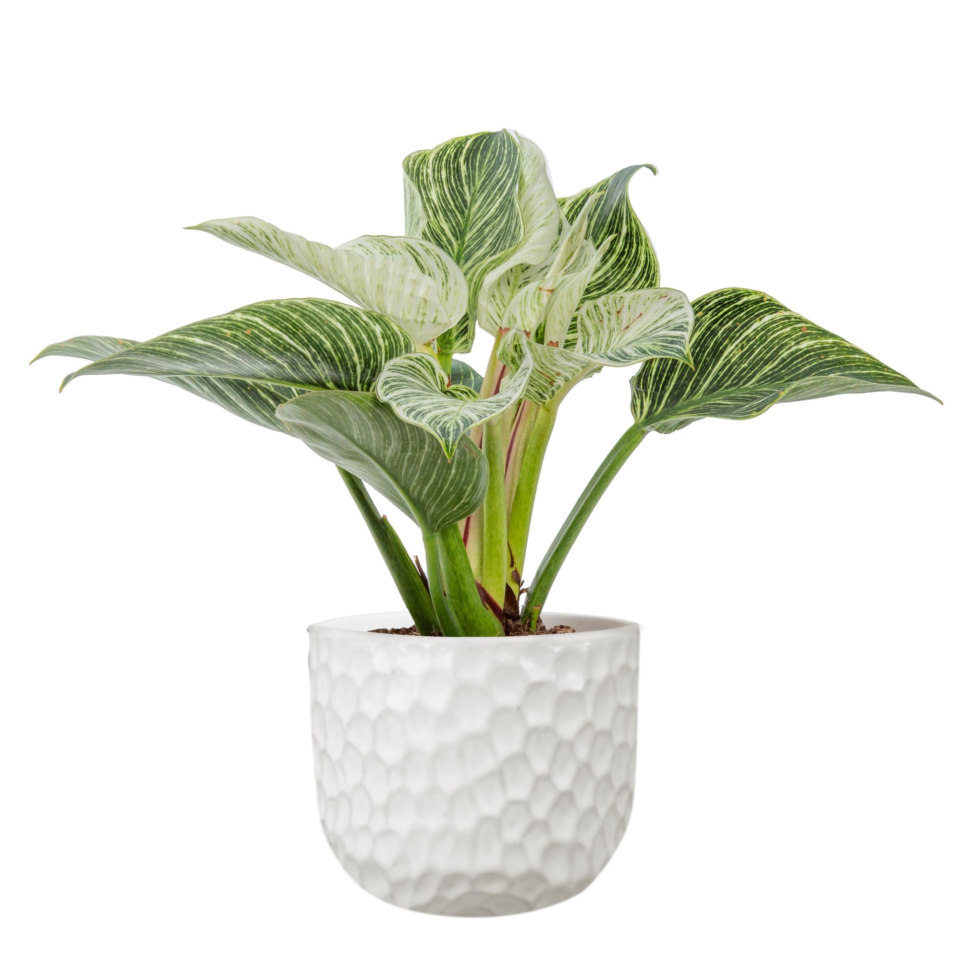 slide 1 of 6, Lowe's Philodendron House plant in 1.4 Quart(s) Planter 1 -Pack, 1 ct