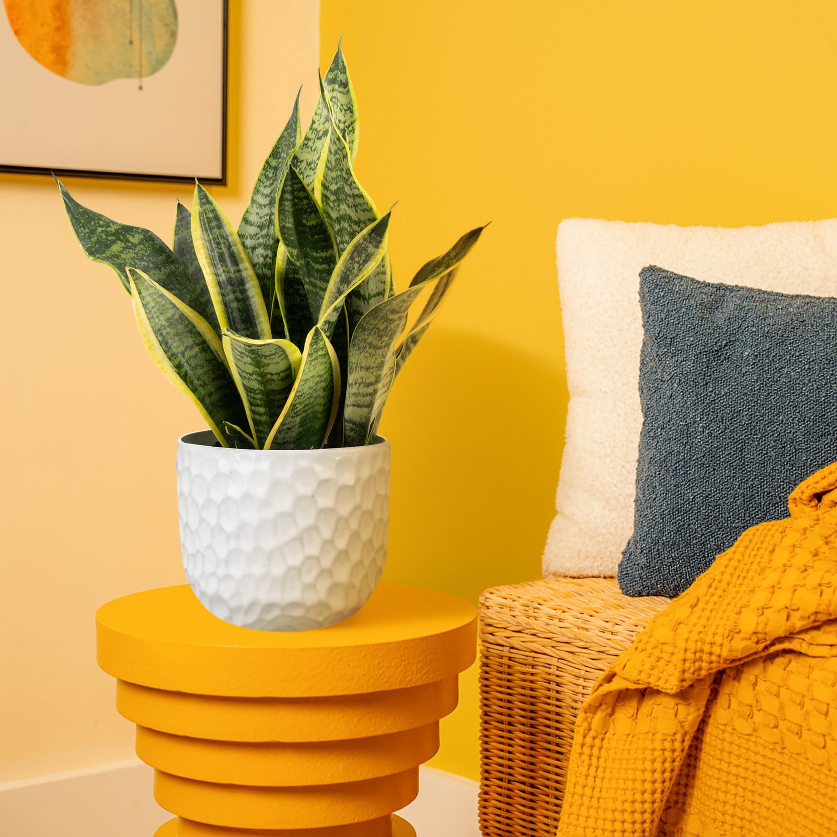 slide 3 of 6, Lowe's White Asstd. Sansevieria House plant in 1.4 Quart(s) Planter 1 -Pack, 1 ct