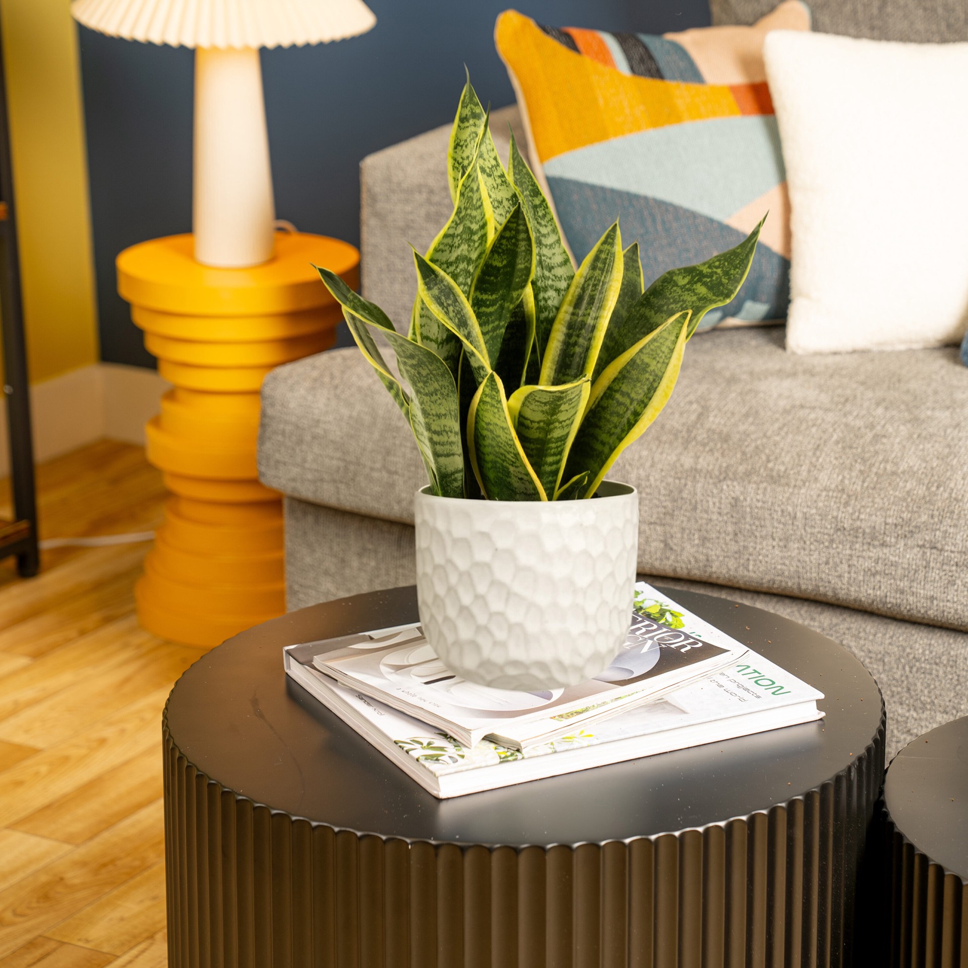 slide 4 of 6, Lowe's White Asstd. Sansevieria House plant in 1.4 Quart(s) Planter 1 -Pack, 1 ct