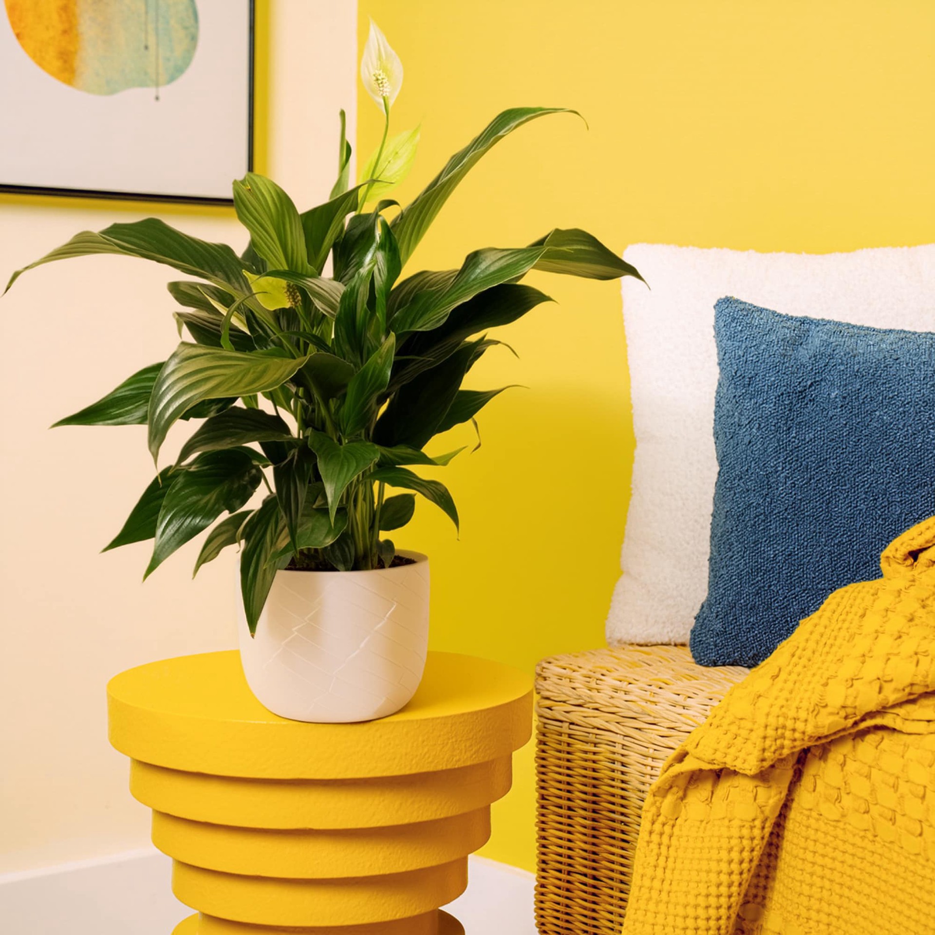 slide 3 of 6, Lowe's White Peace Lily House plant in 1.4 Quart(s) Planter 1 -Pack, 1 ct