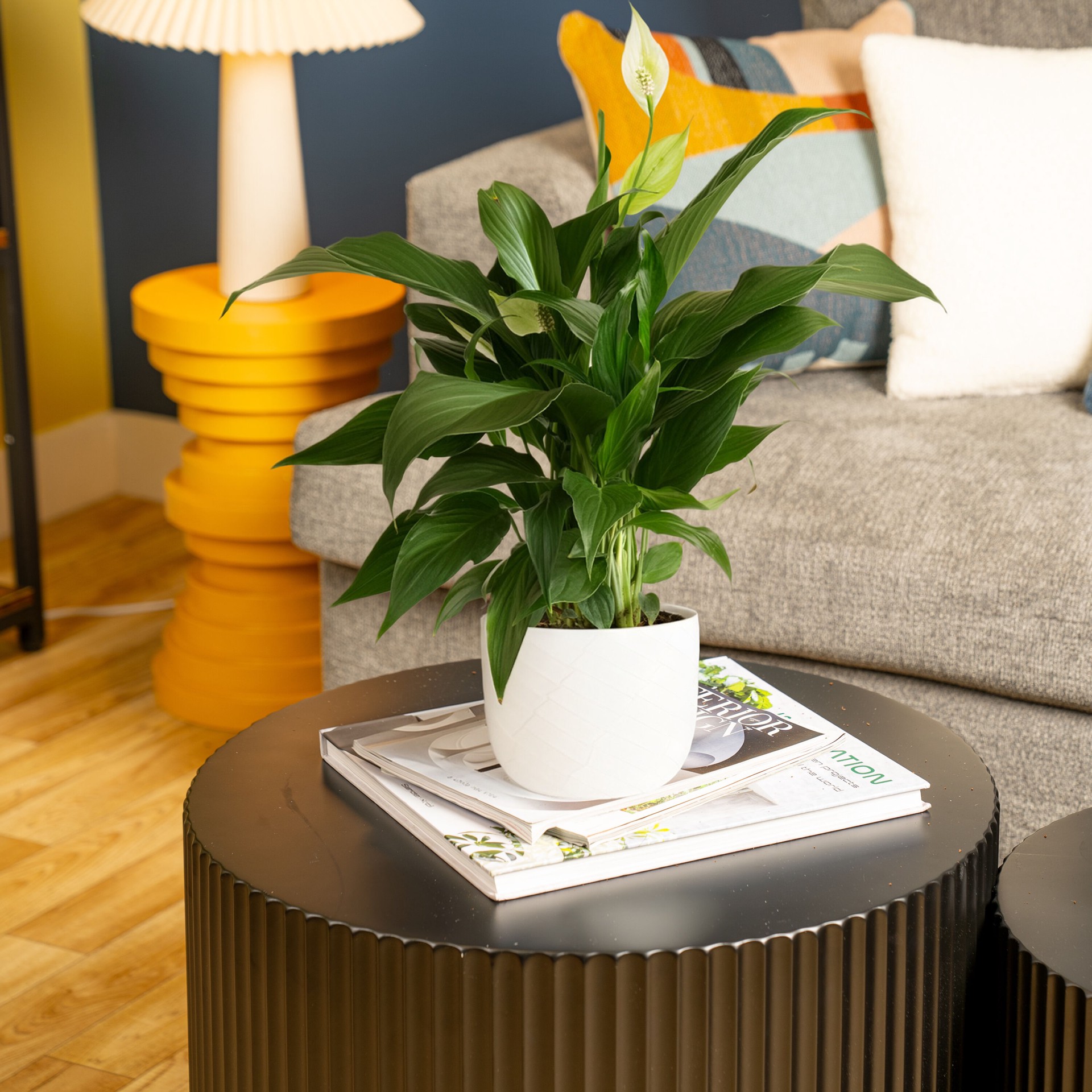 slide 4 of 6, Lowe's White Peace Lily House plant in 1.4 Quart(s) Planter 1 -Pack, 1 ct