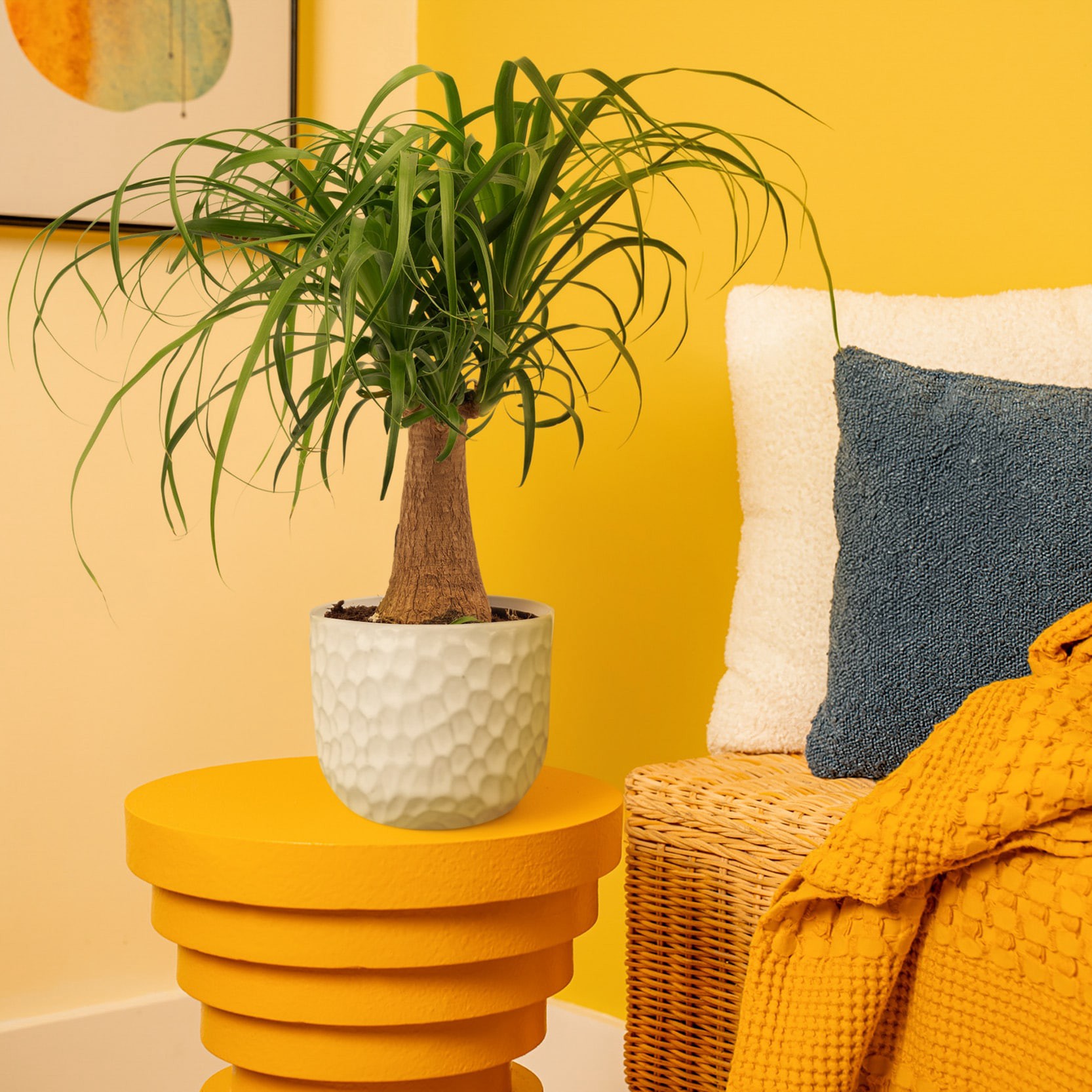 slide 3 of 6, Lowe's White Ponytail Palm House plant in 1.4 Quart(s) Planter 1 -Pack, 1 ct