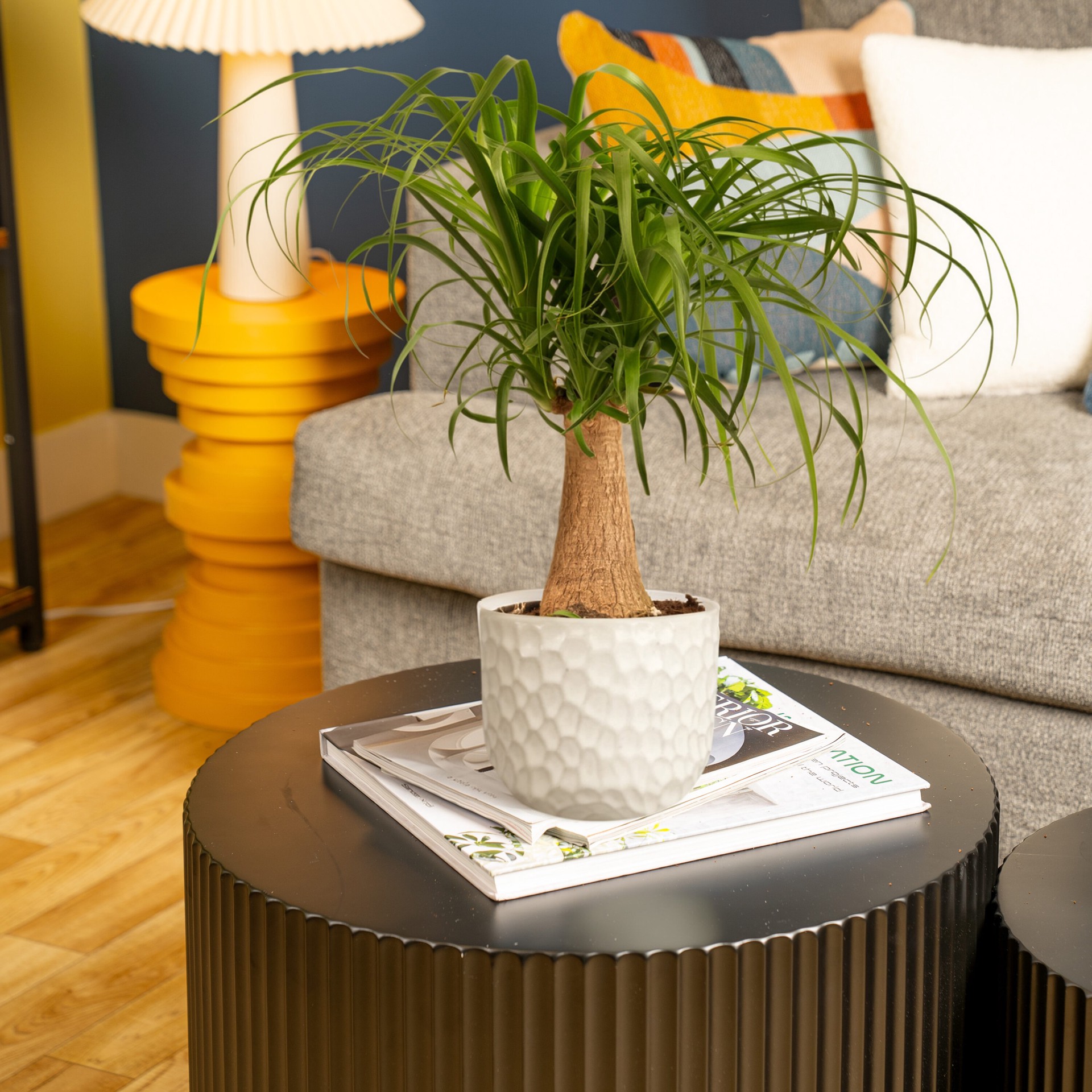 slide 4 of 6, Lowe's White Ponytail Palm House plant in 1.4 Quart(s) Planter 1 -Pack, 1 ct